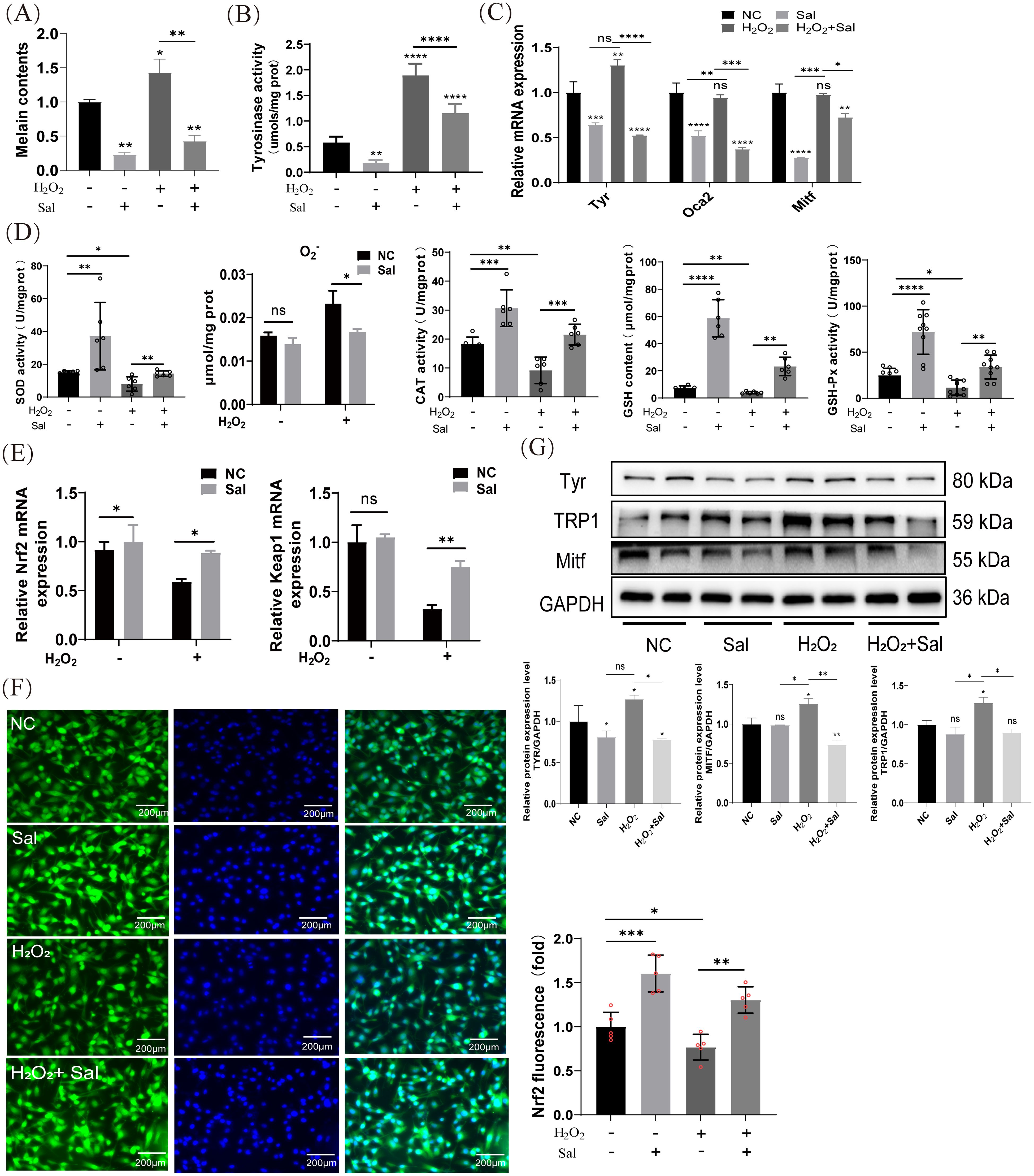 The image contains multiple panels (A-G) depicting experimental data related to the effects of hydrogen peroxide (H₂O₂) and salubrinal (Sal), likely in a cellular study. - **(A)** Displays a bar graph showing melanin content in different conditions. - **(B)** Bar graph of tyrosinase activity. - **(C)** Bar graph of relative mRNA expression levels for Tyr, Oca2, and Mitf. - **(D)** Bar graphs of enzyme activities and contents, including SOD, O₂⁻, CAT, GSH, and GSH-Px. - **(E)** Bar graphs of relative mRNA expression for Nrf2 and Keap1. - **(F)** Microscopy images of cells showing fluorescence, with bar graphs summarizing Nrf2 fluorescence data. - **(G)** Western blot showing protein levels of Tyr, TRP1, and Mitf with bands for GAPDH as a control, alongside relative expression bar graphs. Statistical significance is indicated in all relevant graphs.