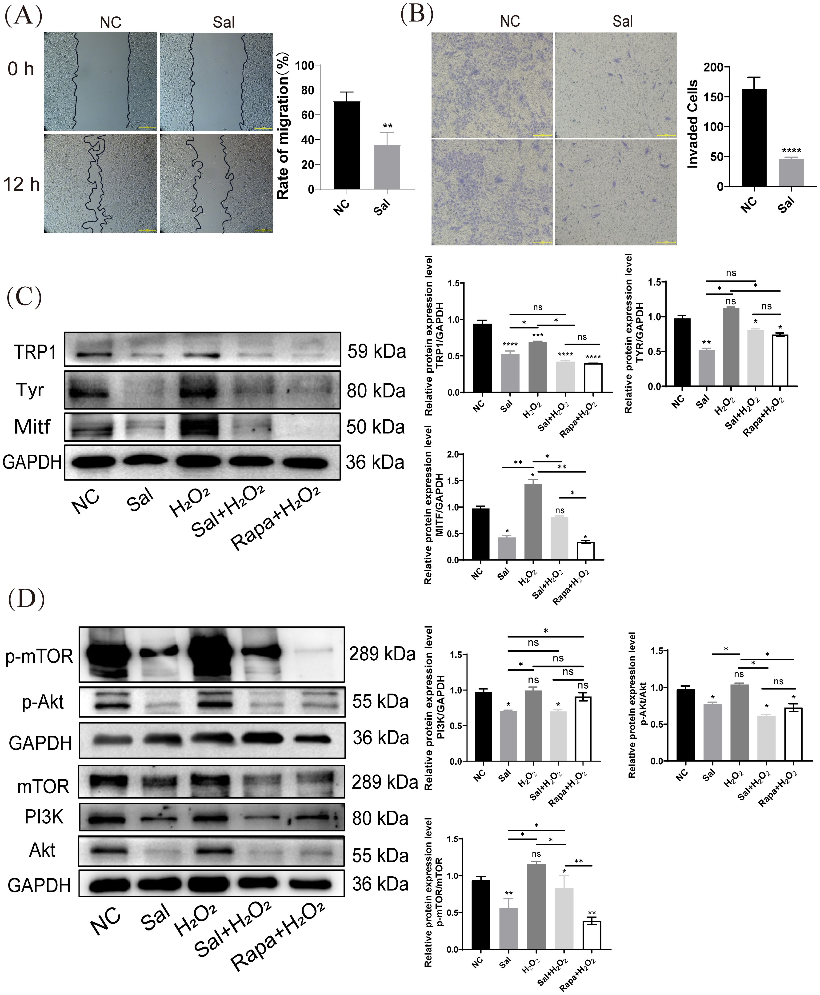 (A) Scratch assay images at 0 and 12 hours show migration differences between NC and Sal groups, with a bar graph indicating reduced migration in the Sal group. (B) Invasion assay images and bar graph show fewer invaded cells in the Sal group. (C) Western blot and bar graphs display protein expression levels of TRP1, Tyr, and Mitf, normalized to GAPDH, across different treatments. (D) Western blot and bar graphs show expression of p-mTOR, p-Akt, mTOR, PI3K, and Akt, normalized to GAPDH, under various conditions. Statistical significance is indicated by asterisks.