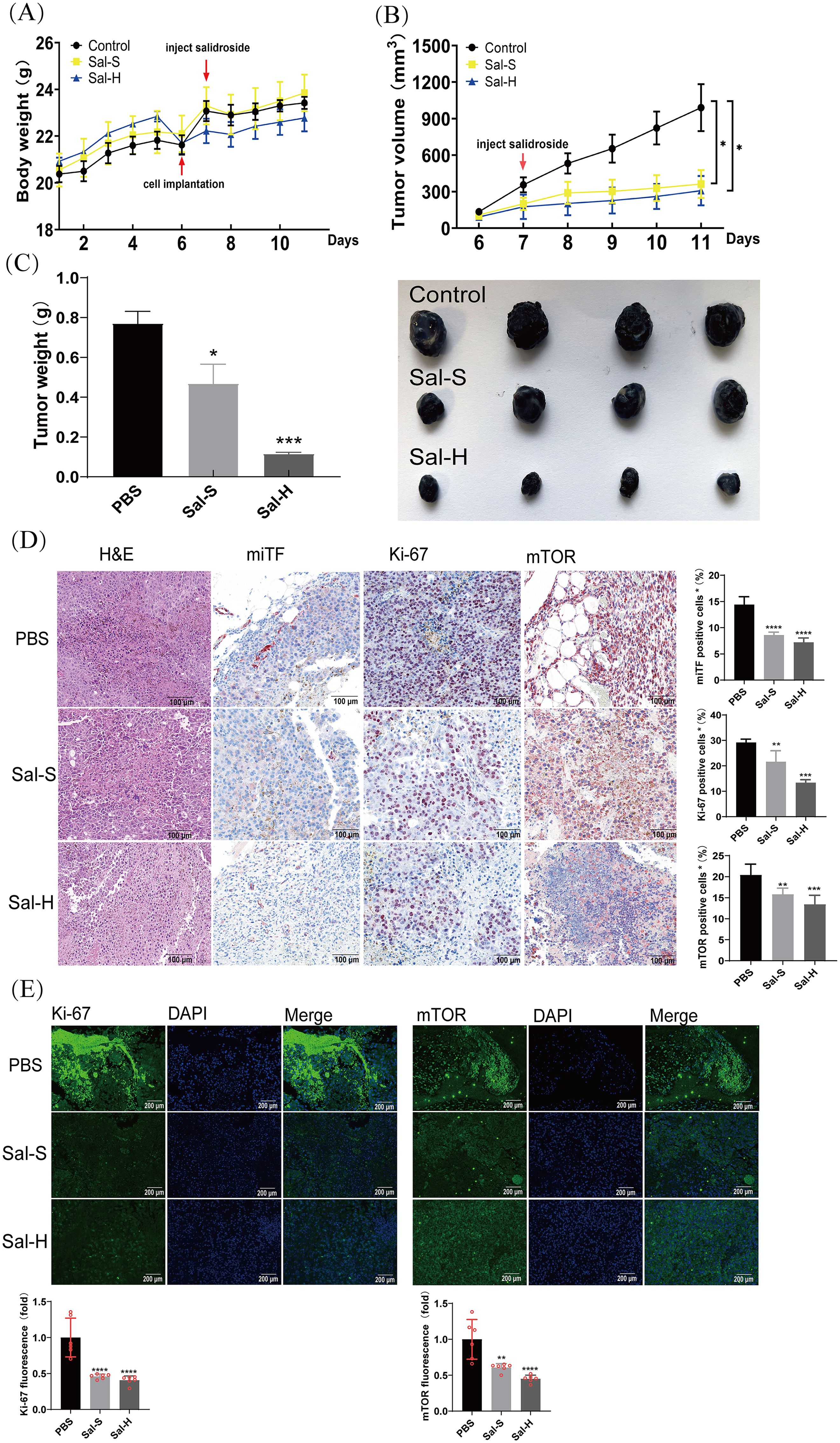 Graphs and images show the effects of different Salidroside treatments on tumor growth and cell activity in a mouse model. (A) Graph of body weight over 11 days, revealing slight increases across all groups. (B) Tumor volume graph shows significant reduction in Sal-S and Sal-H groups compared to control. Tumor size images support these findings. (C) Bar graph of tumor weight shows significant decrease in treated groups. (D) Histological and immunohistochemical analysis images demonstrate fewer miTF, Ki-67, and mTOR positive cells in treated groups. (E) Fluorescence images and graphs for Ki-67 and mTOR show reduced activity in treated groups.