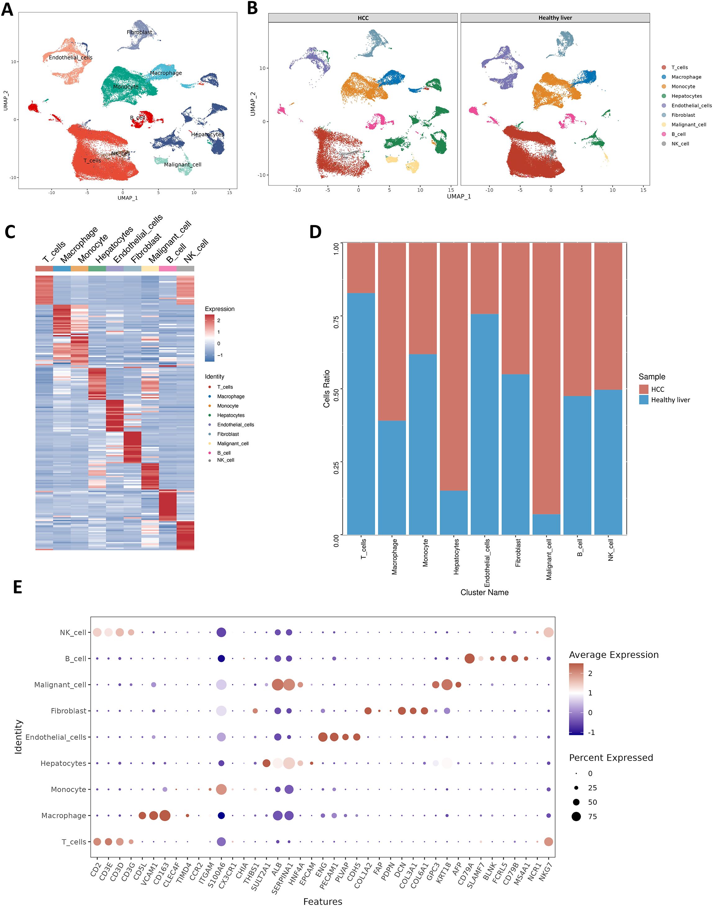 Panel A shows a UMAP plot with various cell types labeled by color. Panel B contains two UMAP plots comparing HCC and healthy liver samples. Panel C is a heatmap showing gene expression levels across different cell types. Panel D is a bar chart indicating the cell ratio of clusters in HCC and healthy liver samples. Panel E is a dot plot displaying average gene expression and percentage expressed in various cell identities.