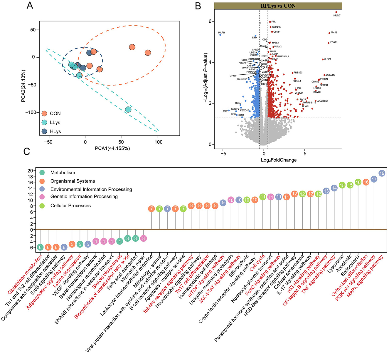 Panel A displays a PCA plot illustrating differences in blood gene expression among the three groups (CON, LLys, HLys). Panel B shows a volcano plot indicating up- and downregulated DEGs in the lysine-supplemented groups compared to CON, with red and blue dots representing significant changes (P < 0.05, |log2FC| > 0.5). Panel C presents KEGG pathway enrichment of DEGs, with numbers in circles showing DEG counts and red font highlighting pathways related to lysine effects on antler growth.