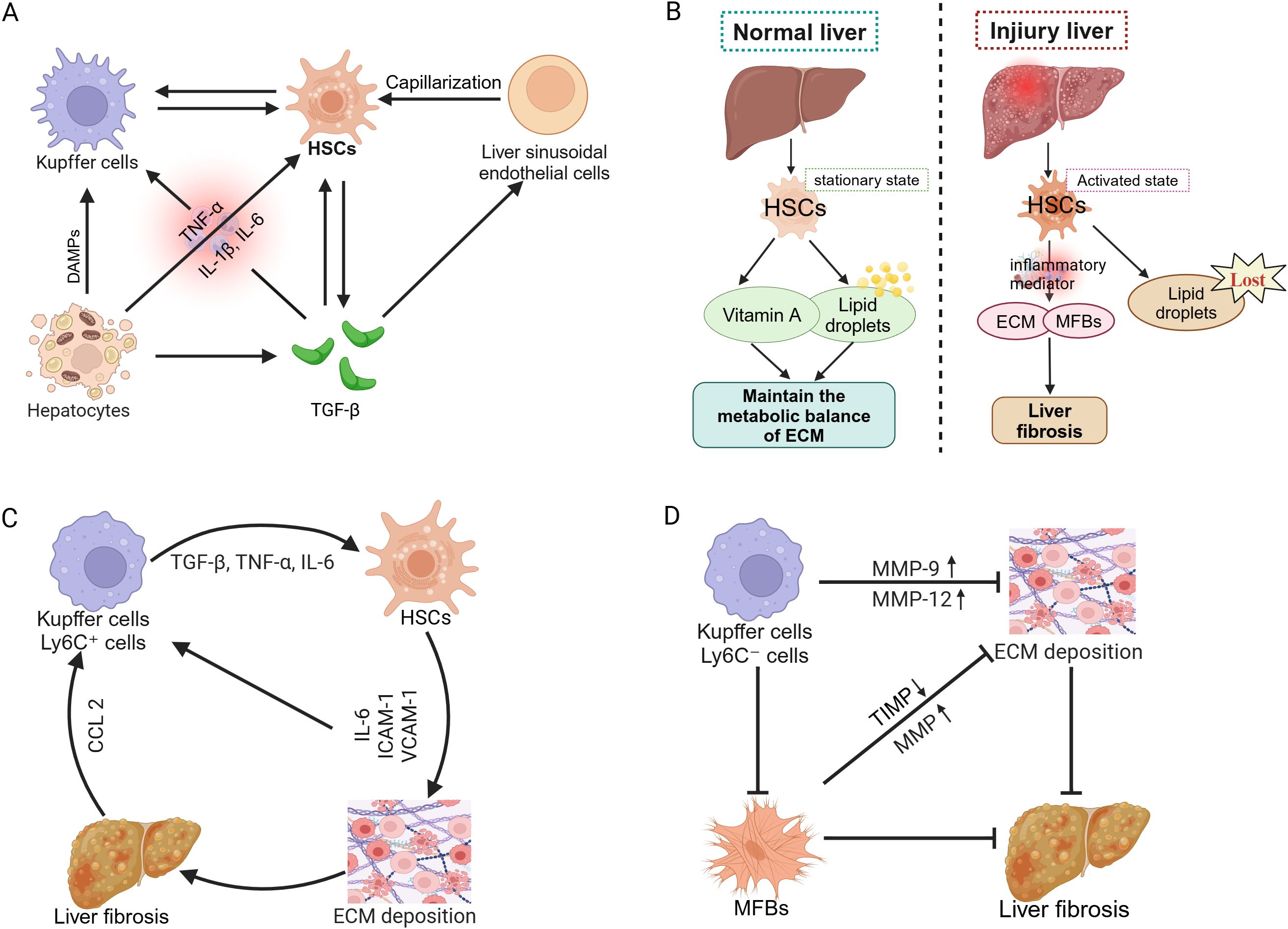 Illustration depicting liver fibrosis mechanisms. Panel A: Interaction of Kupffer cells, hepatocytes, HSCs, and liver sinusoidal endothelial cells in fibrogenesis, highlighting cytokines like TNF-α, IL-1β, IL-6, and TGF-β. Panel B: Transition from normal to injured liver, showing HSC activation, loss of lipid droplets, ECM imbalance, and liver fibrosis. Panel C: Feedback loops in liver fibrosis involving Kupffer cells, HSCs, ECM deposition, and cytokines. Panel D: Role of Kupffer cells and MFBs in ECM deposition and fibrosis, mediated by MMPs and TIMPs.