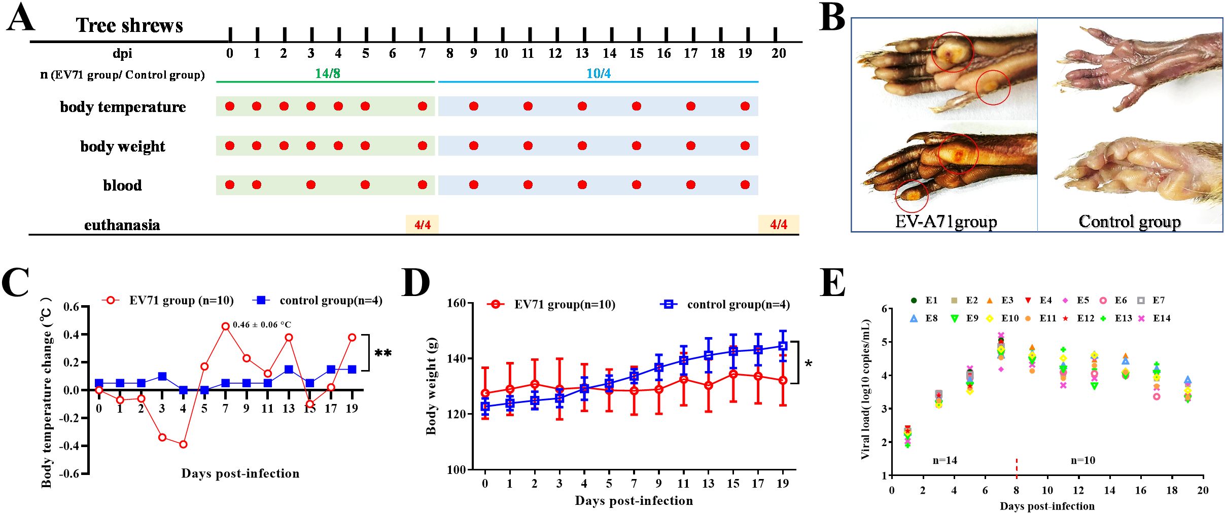 Diagram showing the experimental design and results of an EV71 infection study in tree shrews. Panel A displays the study timeline with measurements of body temperature, body weight, and blood collection, and points for euthanasia. Panel B shows limb images from the EV-A71 and control groups, highlighting vesicular lesions in the infected group. Panel C is a line graph showing body temperature changes over time, with notable fluctuations in the EV71 group. Panel D shows body weight changes, with consistent differences between groups. Panel E plots viral load over time, showing a decline after initial infection.