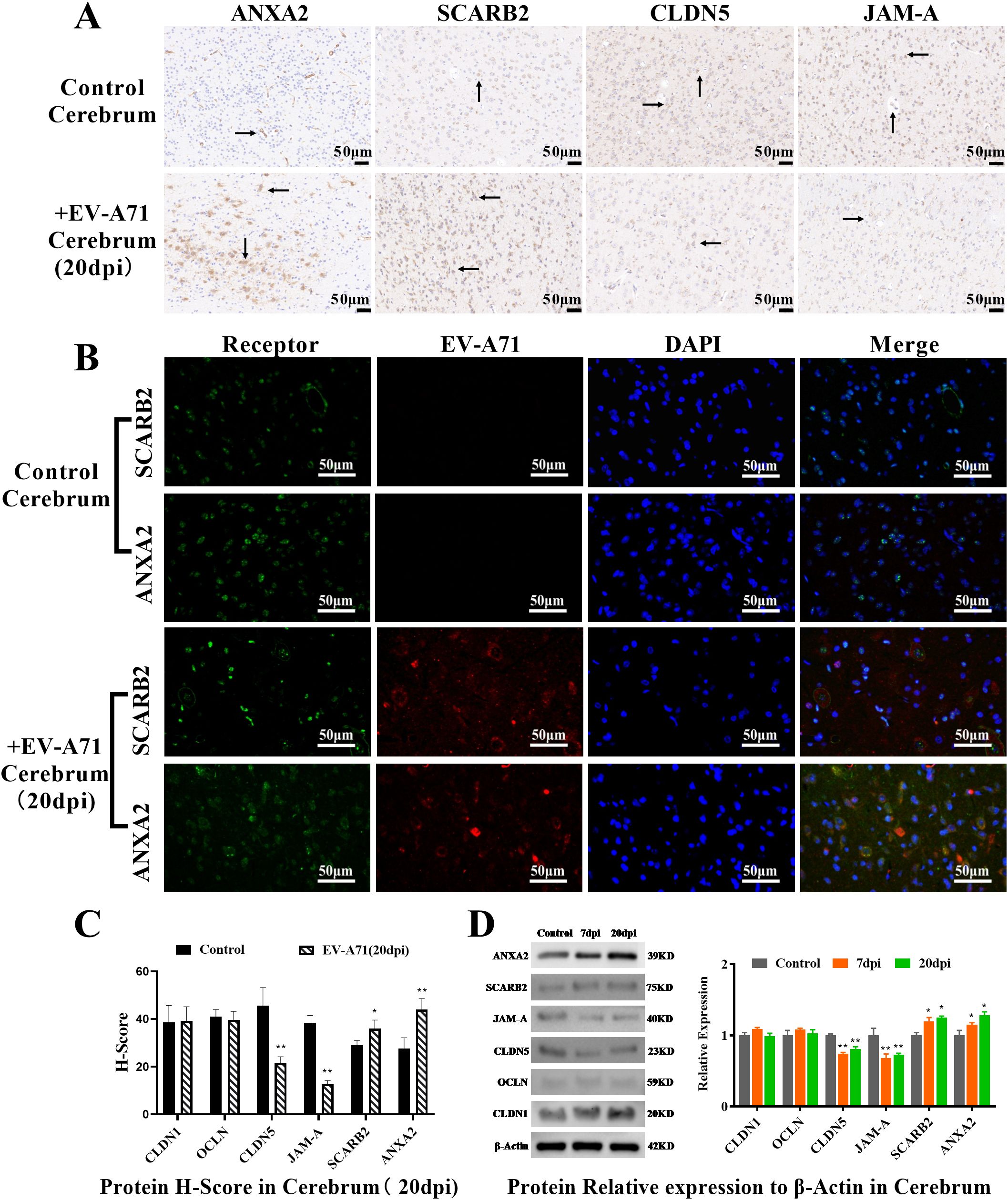 Panel A shows immunohistochemical staining of ANXA2, SCARB2, CLDN5, and JAM-A in control and EV-A71 infected cerebrum at 20 days post-infection, with arrows indicating differences. Panel B displays fluorescent images of cerebrum sections for SCARB2 and ANXA2 receptors, EV-A71, and DAPI staining in control and infected samples, showing changes in expression. Panel C presents a bar graph of protein H-score for various receptors, contrasting control and infected cerebrum. Panel D illustrates Western blot results and relative protein expression, comparing control, 7-day, and 20-day post-infection cerebrum.