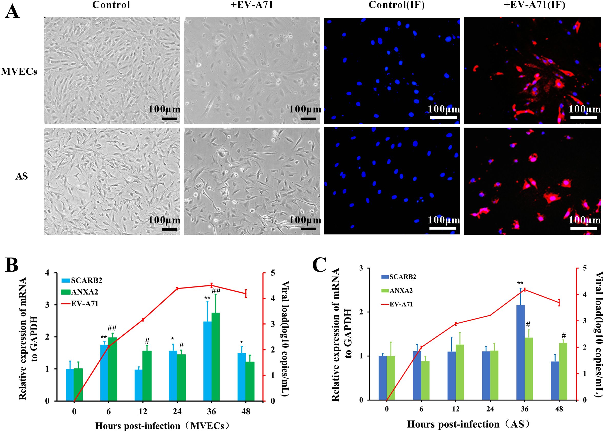 Panel A shows microscopy images of cells under different conditions, with controls and treatments labeled for MVECs and AS cells. Panels B and C are bar graphs with lines depicting relative mRNA expression of SCARB2 and ANXA2, alongside EV-A71 viral load over time, indicating changes post-infection. Each graph uses distinct color coding for clarity.