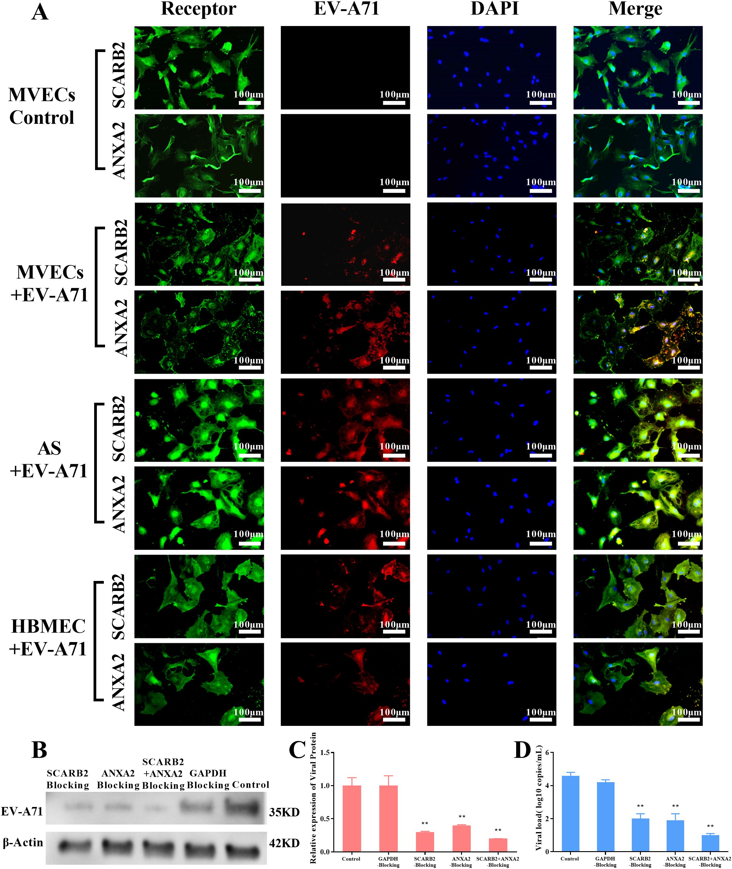 Panel A displays fluorescence microscopy images showing receptor expression (green), EV-A71 presence (red), nuclei (DAPI, blue), and merged images from MVECs, AS, and HBMECs under different conditions (Control and with EV-A71 infection). Panel B shows a Western blot of various blocking conditions with EV-A71 and beta-actin controls. Panel C and D are bar graphs displaying relative expression of viral protein and viral load under different blocking conditions. Scale bars are consistently shown at one hundred micrometers.