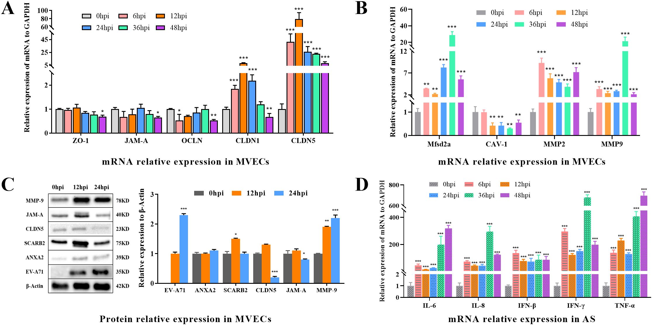 Bar charts illustrating mRNA and protein expression levels in MVECs over time. Panel A shows relative mRNA expression of ZO-1, JAM-A, OCLN, CLDN1, and CLDN5 at different hours post-infection (hpi). Panel B displays Mfsd2a, CAV-1, MMP2, and MMP9 mRNA expression relative to GAPDH. Panel C compares protein expression of MMP-9, JAM-A, CLDN5, SCARB2, ANXA2, and EV-A71, normalized to β-Actin. Panel D presents mRNA levels of IL-6, IL-8, IFN-β, IFN-γ, and TNF-α relative to GAPDH in AS. Significant differences are marked with asterisks.