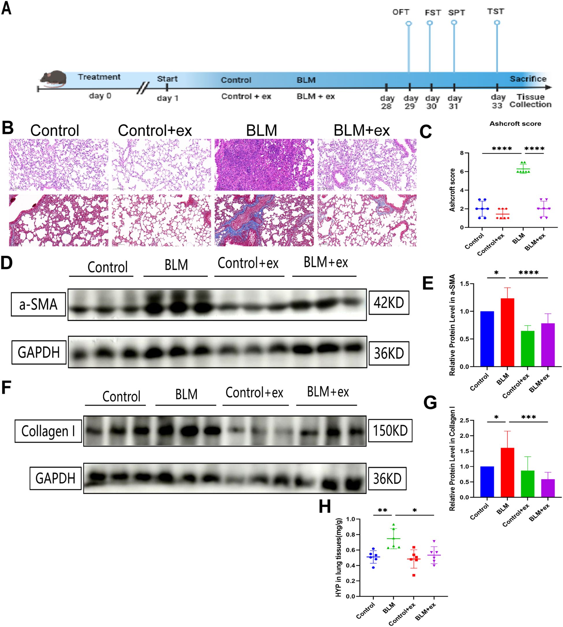 Experimental setup and results figure for a study on exercise's effect on lung tissue. Panel A depicts a timeline of treatment with control, bleomycin (BLM), and exercise with various tests. Panel B shows histological images of lung tissue under different conditions. Panel C is a graph of the Ashcroft score comparison. Panel D and F show Western blot analyses for proteins a-SMA and Collagen I, with GAPDH as a control. Panel E and G are bar graphs quantifying protein levels. Panel H is a graph showcasing hydroxyproline levels in lung tissue across different groups.