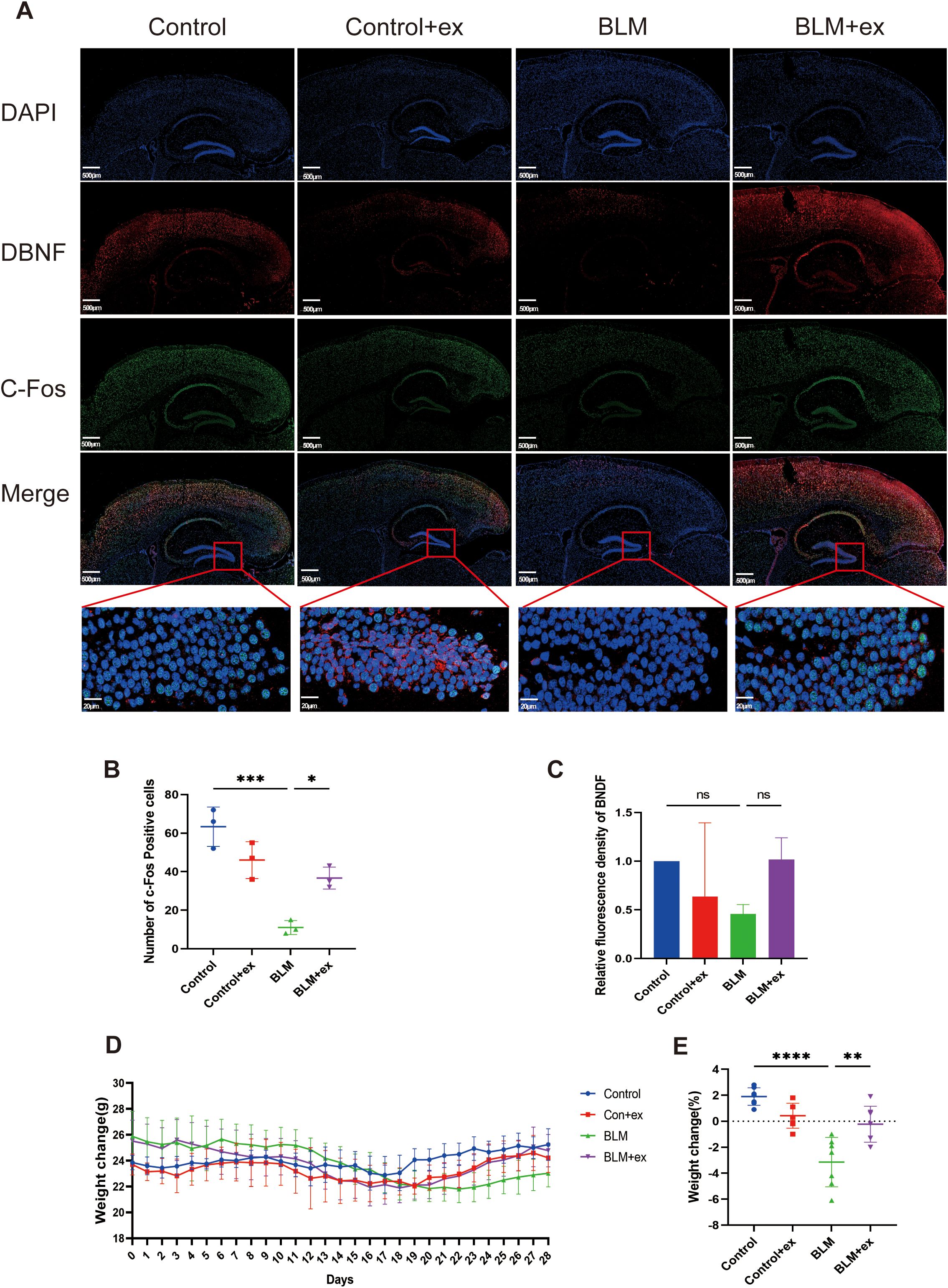 Panel A consists of fluorescence images of brain sections under four conditions (Control, Control+ex, BLM, BLM+ex) stained for DAPI, DBNF, and C-Fos. Merged images include magnified insets. Panel B is a scatter plot showing the number of C-Fos positive cells across conditions, with statistical significance indicated. Panel C displays a bar graph of relative fluorescence density of DBNF, showing no significant differences. Panel D is a line graph illustrating weight change over 30 days for each condition. Panel E is a scatter plot of percentage weight change, highlighting statistical differences.