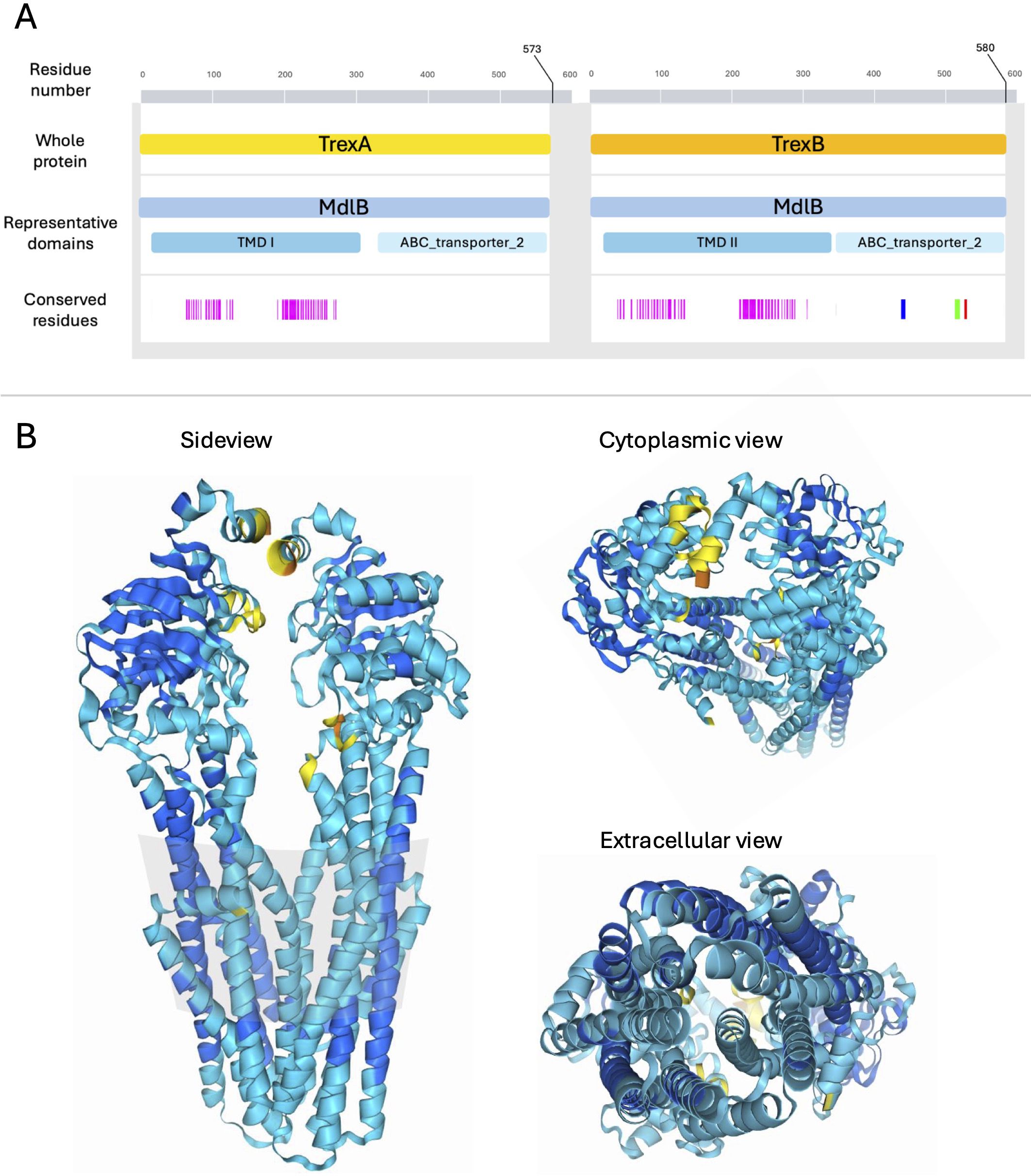 Panel A shows a schematic of two proteins, TrexA and TrexB, with their respective domains, MdlB and TMD / ABC_transporter_2, aligned by residue numbers. Conserved residues are marked with colored lines. Panel B presents 3D models of the protein structure from side, cytoplasmic, and extracellular views, depicted in various shades of blue with yellow highlights.