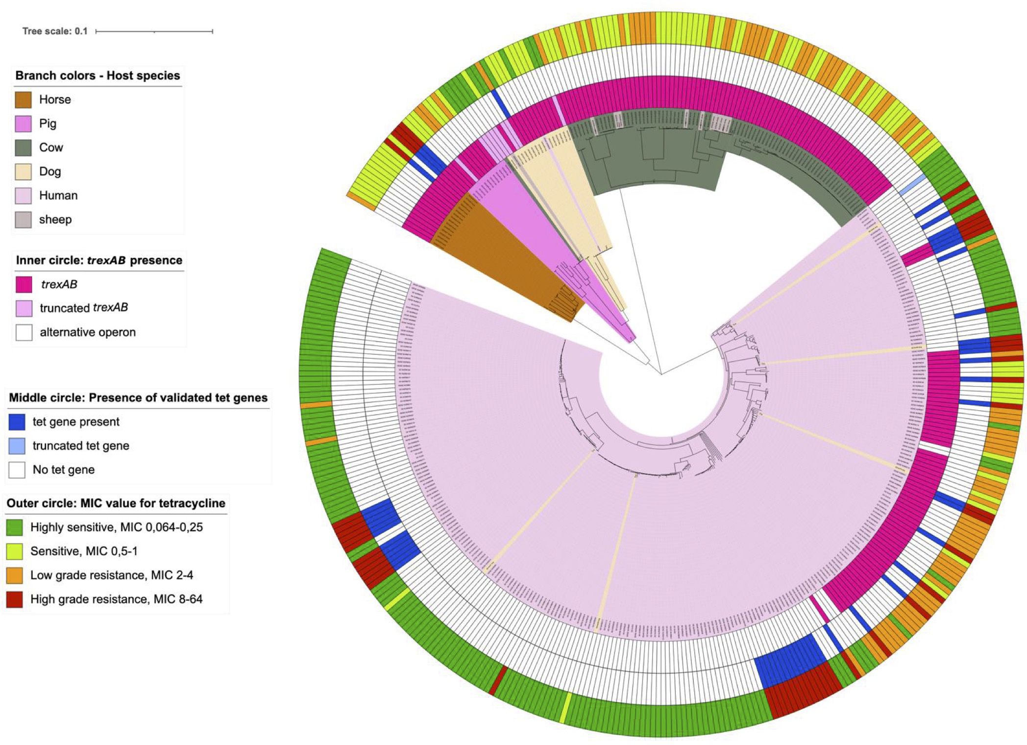 Circular phylogenetic tree diagram showing host species, gene presence, and MIC values for tetracycline. Branch colors indicate species: horse, pig, cow, dog, human, sheep. Inner circle: presence of trexAB operons (pink, dark pink, white). Middle circle: tet genes (blue, light blue, white). Outer circle: MIC values (green, light green, blue, red, dotted red) indicating sensitivity and resistance. Key included for reference.