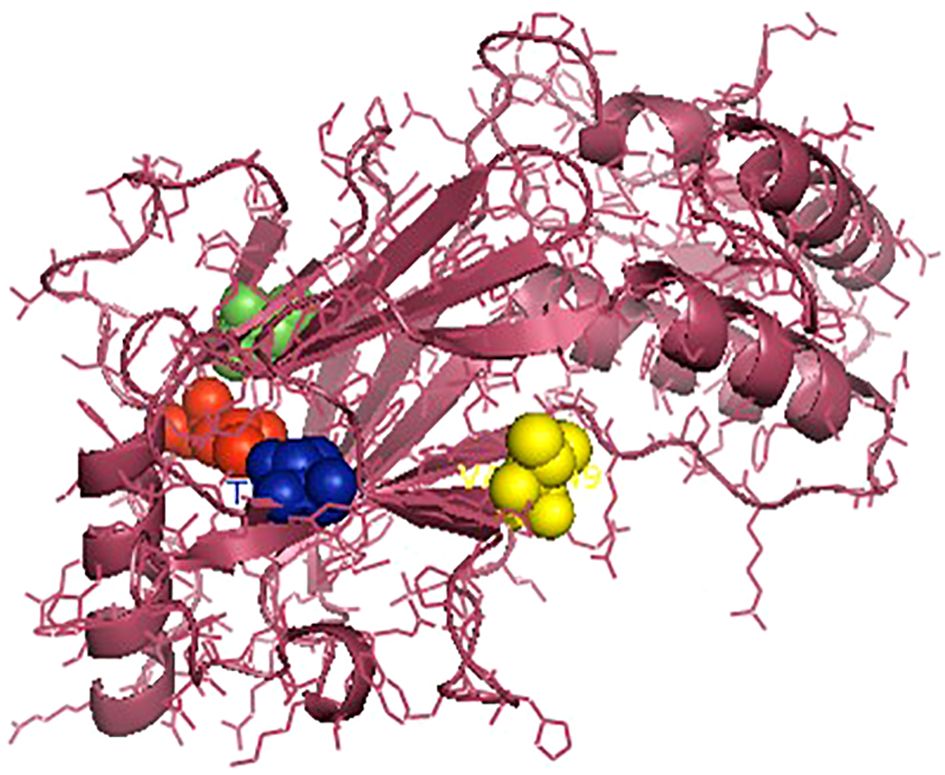 Protein structure model with a ribbon representation, showing helices and strands in pink. Colored spheres in green, orange, red, blue, and yellow indicate zinc binding sites.