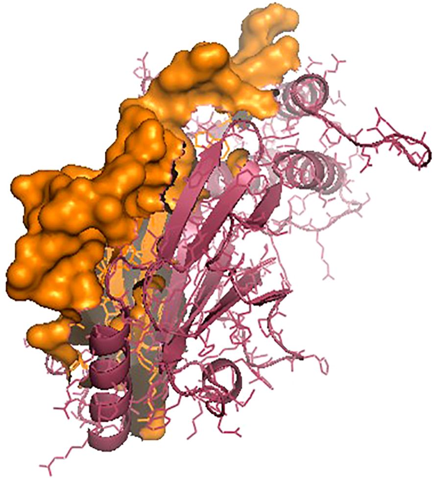 Molecular structure illustration showing a protein model with orange surface structures and pink helical and strand formations. The complex design highlights interactions between structured regions.