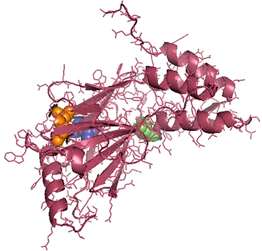 Protein structure diagram showing an arrangement of helices and strands, rendered in pink. Orange, blue, and green spheres represent specific molecular interactions or binding sites within the structure.