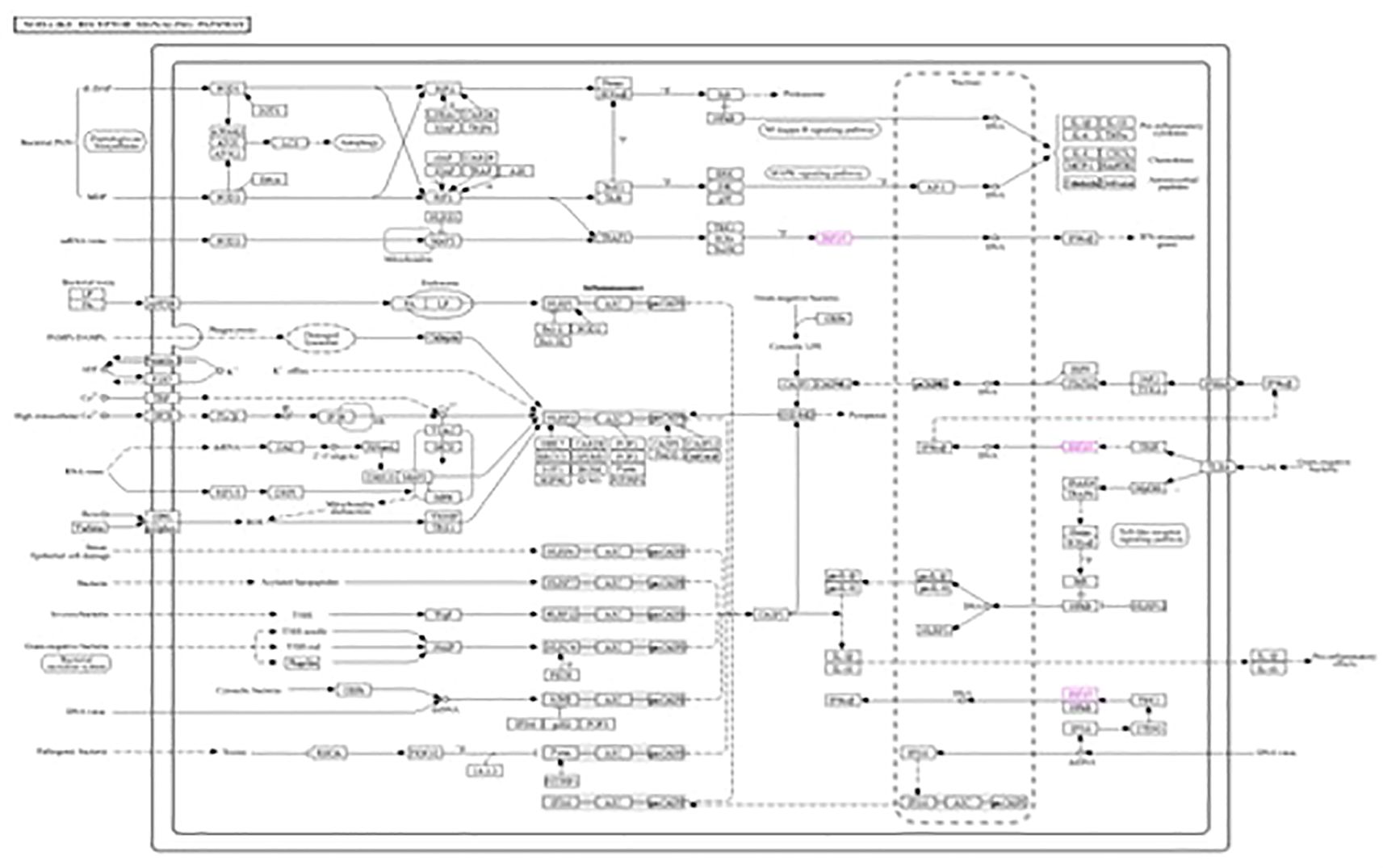 Flowchart illustrating the Toll-like receptor signaling pathways. It includes various proteins and signaling molecules connected by lines indicating the signaling cascades. Some proteins and pathways are highlighted in pink to denote specific points of interest or regulation.