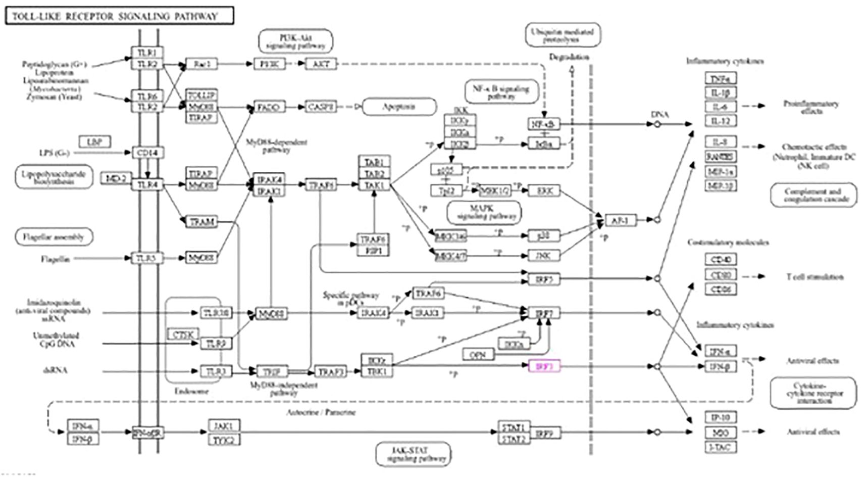 Diagram of the toll-like receptor signaling pathway, showing interactions between various receptors and molecules. It includes the MyD88-dependent and MyD88-independent pathways, resulting in diverse cellular effects like pro-inflammatory responses, chemotactic effects, T cell stimulation, and antiviral effects. Key components like TRAF6, IRAK, and NF-kappaB are highlighted, displaying connections to other signaling pathways such as PI3K-Akt, MAPK, and JAK-STAT. The diagram illustrates cytokine production and gene activation processes.