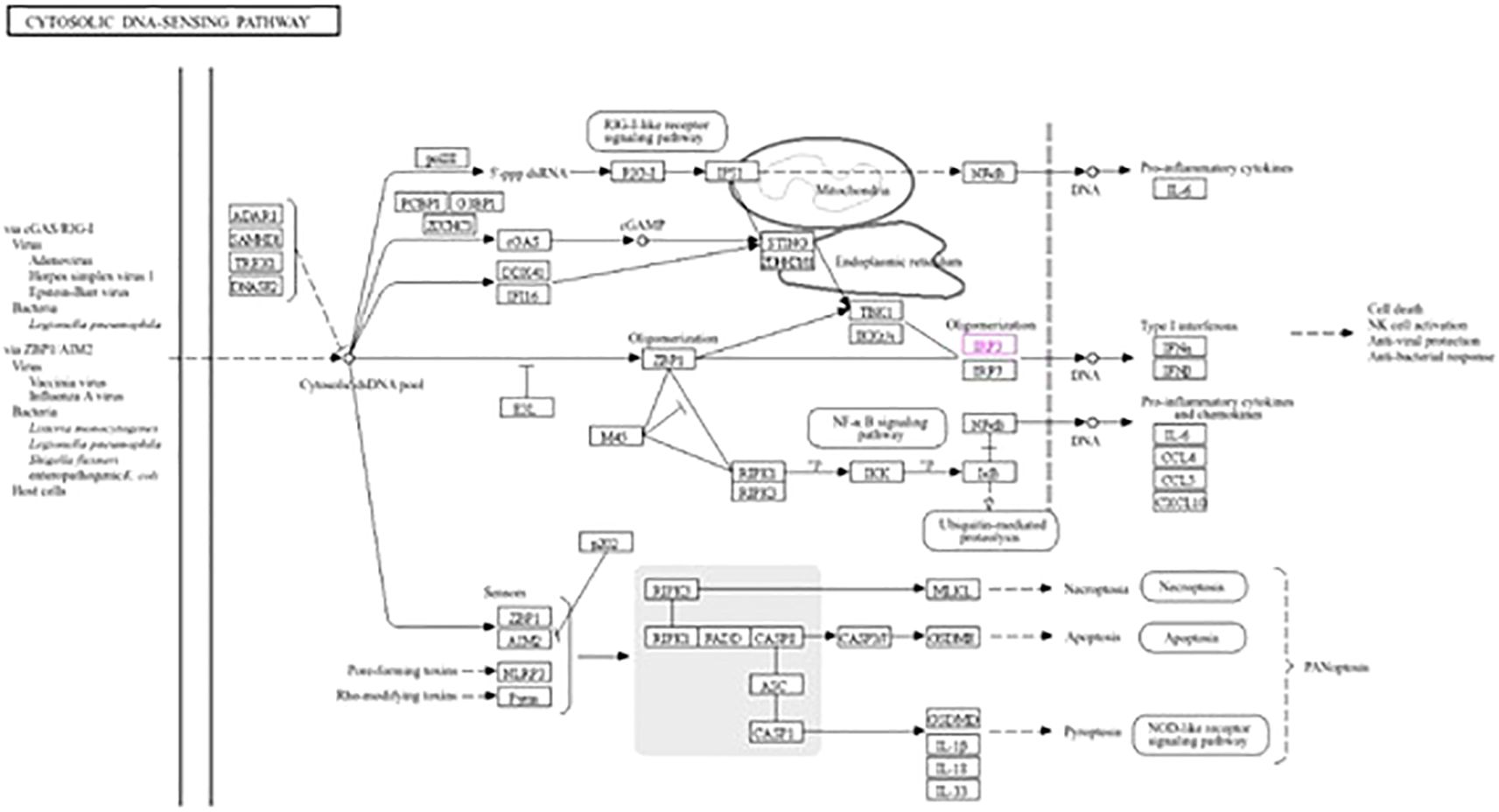 Flowchart illustrating the cytosolic DNA-sensing pathway, showing the roles of various receptors and molecules like cGAS, RIG-I, and ZBP1. Arrows indicate signal transduction leading to immune responses, including pro-inflammatory cytokine production and cell death. The diagram involves interactions among pathways like RLR signaling, NF-κB, and necroptosis mechanisms.
