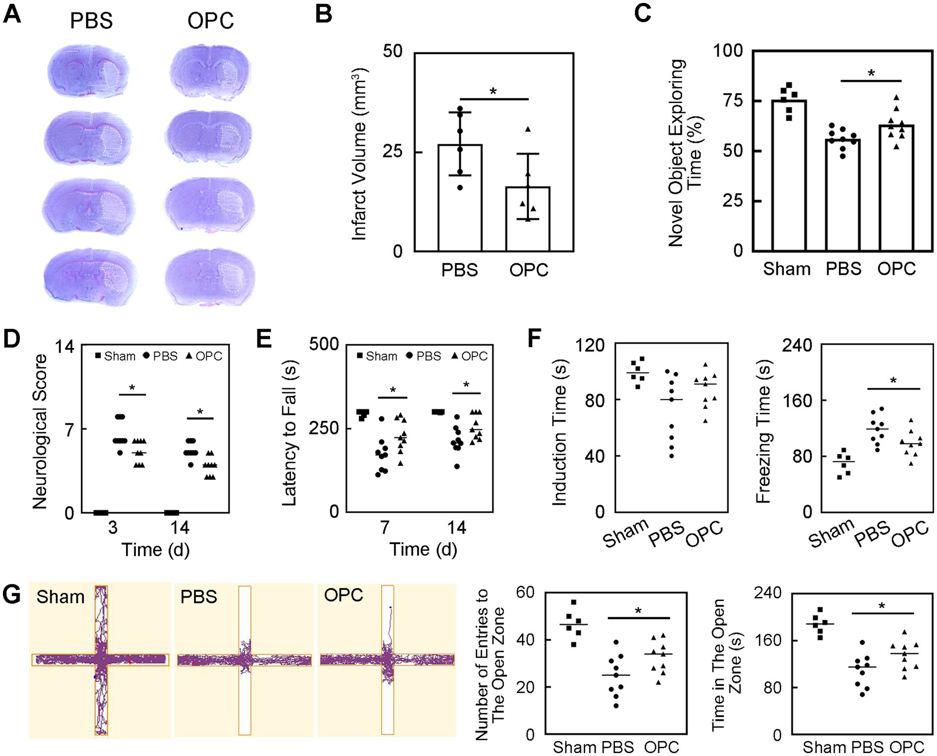 Panel A shows brain sections labeled PBS and OPC, illustrating structural differences. Panel B is a bar graph comparing infarct volumes between PBS and OPC; OPC shows a reduction. Panel C depicts a bar graph of novel object exploring time among Sham, PBS, and OPC groups, indicating increased exploration in OPC. Panel D displays neurological scores over time for Sham, PBS, and OPC, with higher scores in PBS. Panel E shows latency to fall in a motor skills test, improving in OPC. Panel F consists of two graphs; induction time and freezing time, with OPC showing reduced times. Panel G presents maze paths and graphs for entries and time in the open zone, with OPC achieving more entries and time. Asterisks indicate significant differences.
