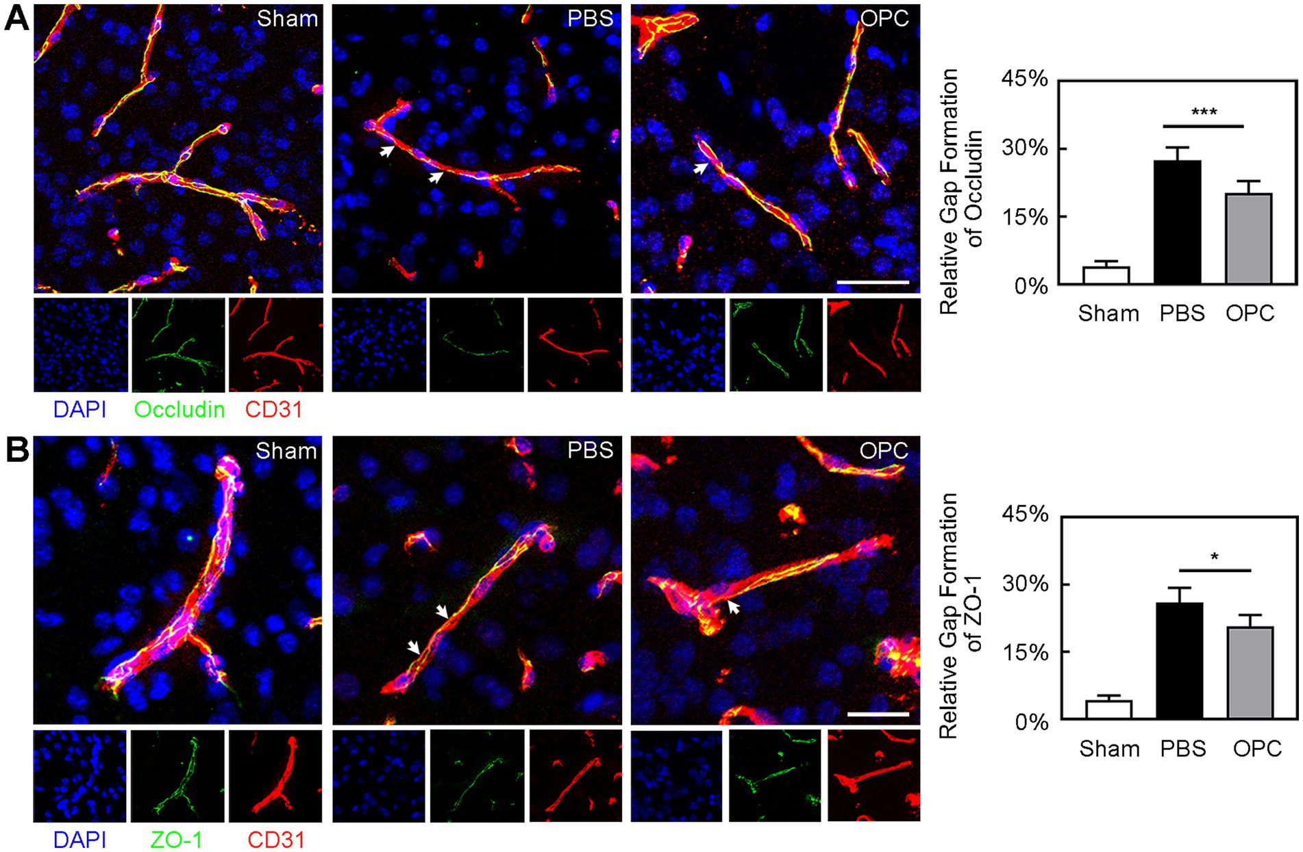 Fluorescent microscopy images (A and B) display the effects of different treatments (Sham, PBS, OPC) on gap formation in cellular structures, stained for DAPI, Occludin, ZO-1, and CD31. Each row shows merged and individual channels. Adjacent bar graphs indicate relative gap formation percentages, highlighting significant differences between PBS and other treatments (*, ***).