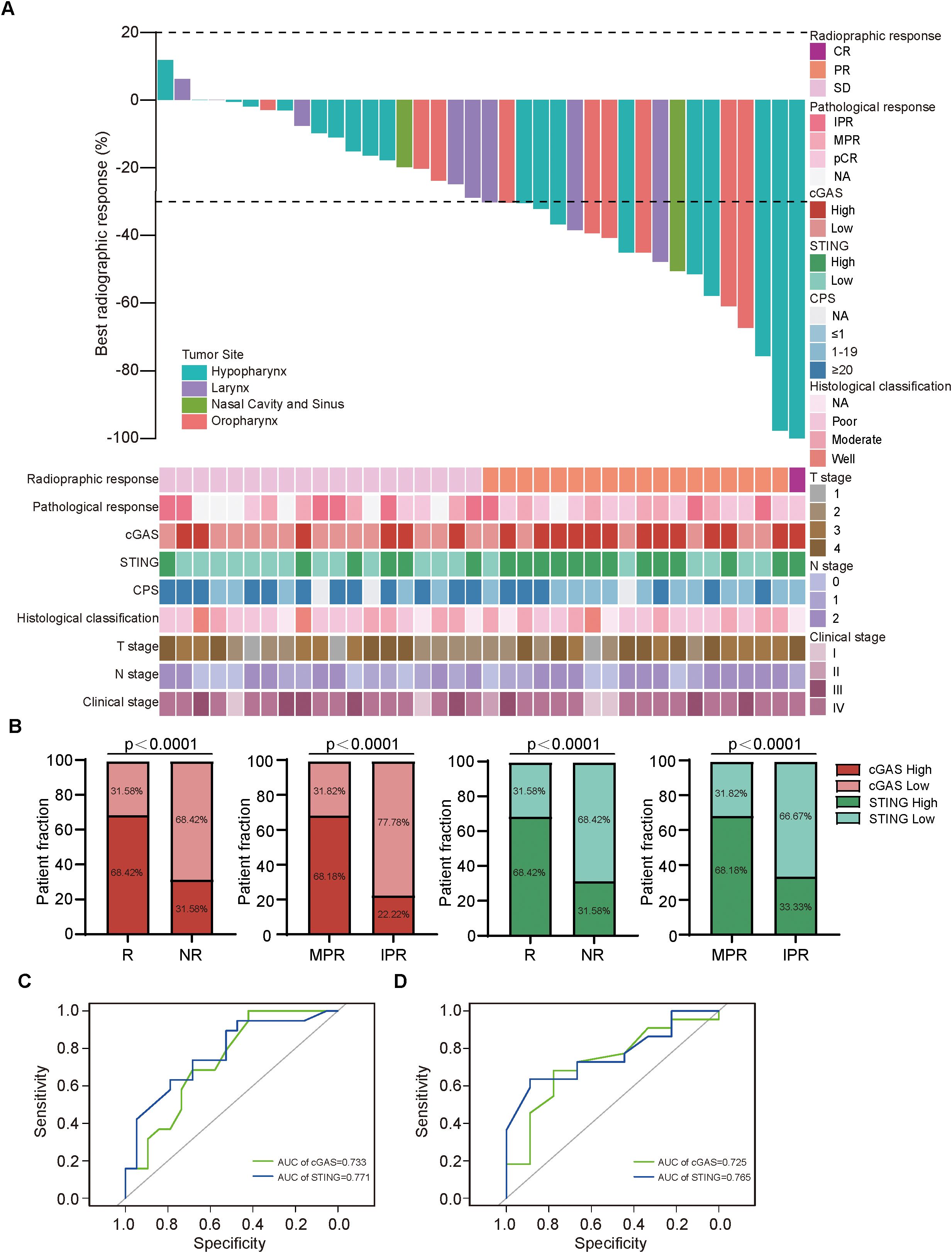 Waterfall plot (A) shows the best radiographic response percentages by tumor site with color-coded responses. Bar charts (B) display patient fraction data for radiographic and pathological responses against cGAS and STING levels, with statistical significance noted. ROC curves (C and D) compare cGAS and STING specificity and sensitivity, showing respective AUCs of 0.733 and 0.725 for cGAS, and 0.771 and 0.765 for STING.