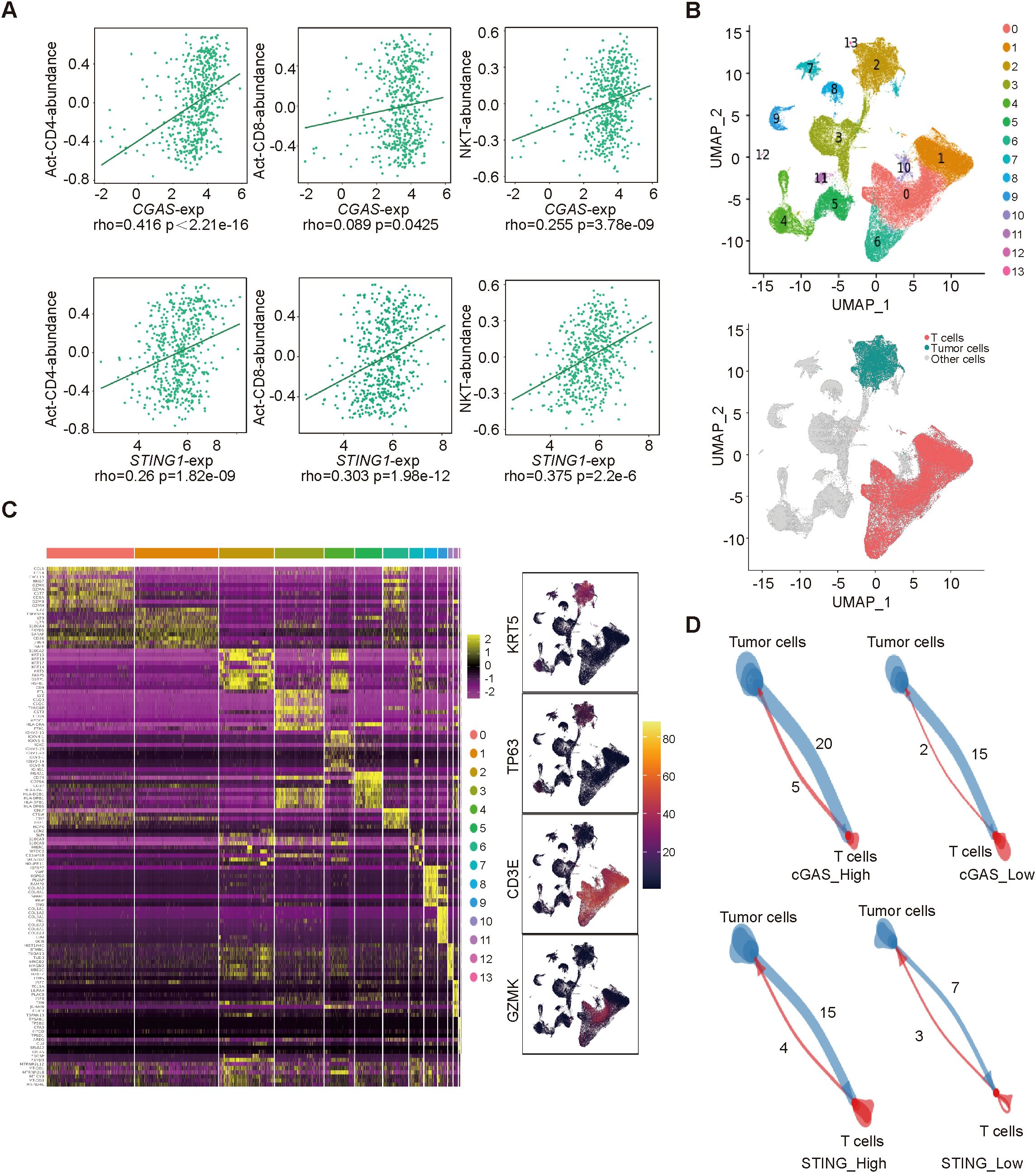 Panel A shows scatter plots correlating gene expression with cell abundance, revealing varying correlations. Panel B features UMAP plots visualizing cell clusters, differentiated by cell type. Panel C presents a heatmap of gene expression data, accompanied by UMAP plots for specific genes. Panel D depicts diagrams illustrating interactions between tumor and T cells, comparing high and low cGAS and STING expression.