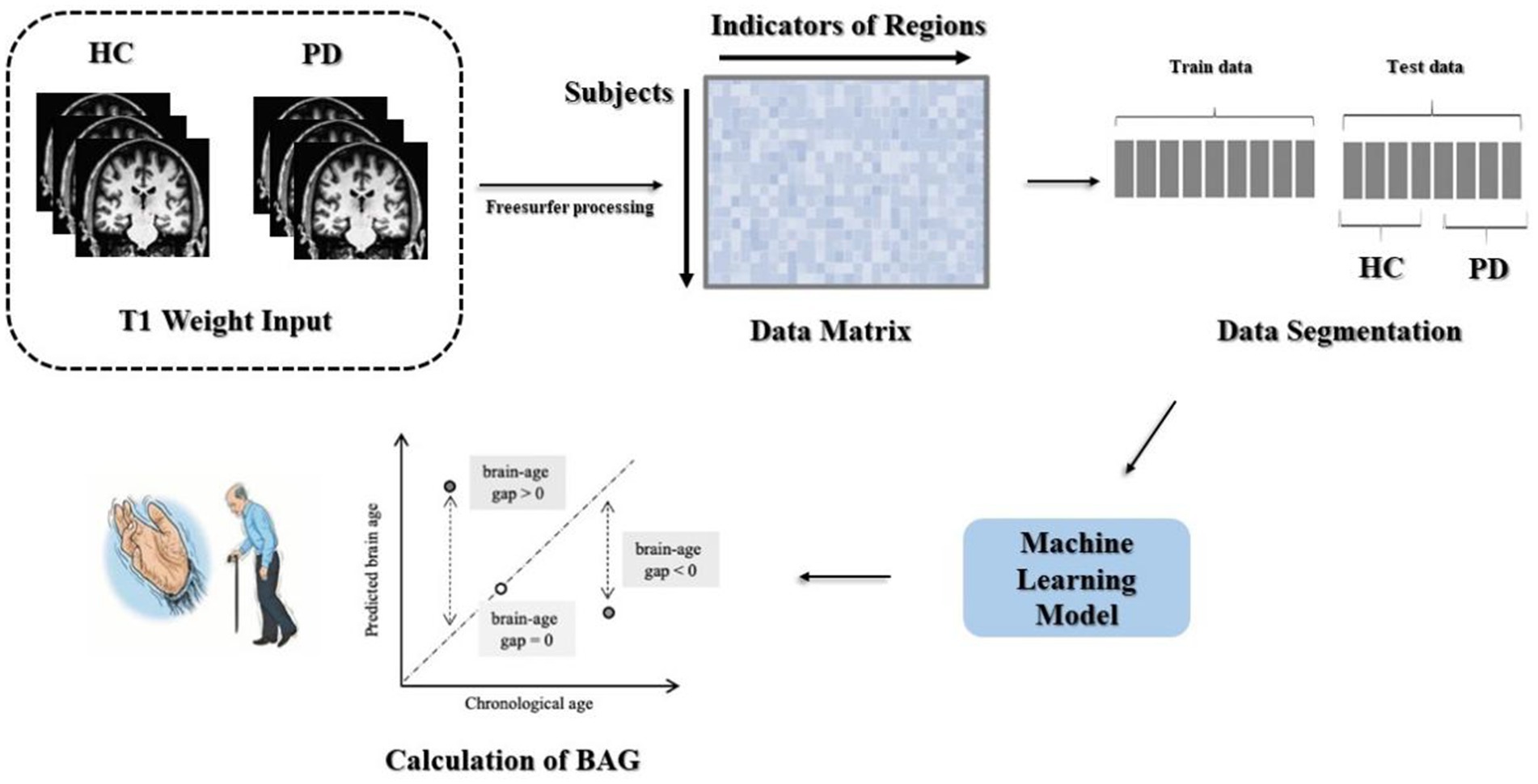 MRI scans for healthy control (HC) and Parkinson's Disease (PD) subjects are processed into a data matrix. This matrix is segmented into training and test data. A machine learning model predicts brain age, calculating the brain-age gap with chronological age. Visuals include brain scans, a data matrix, and graphs indicating brain-age predictions.