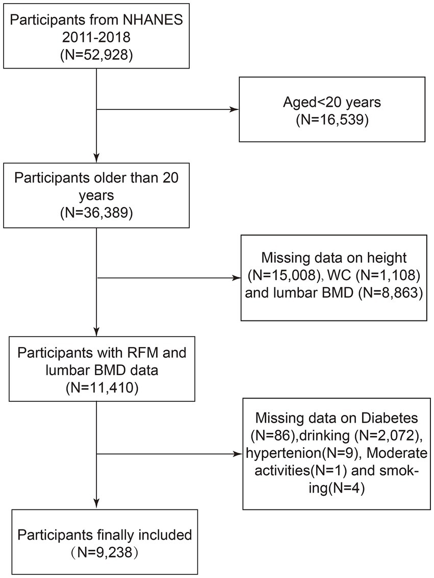 Flowchart depicting participant selection from NHANES 2011-2018. Out of 52,928 participants, 16,539 were under 20 years. Of those older than 20 years, 36,389 participants, data were missing for 15,008 on height, 1,108 on waist circumference, and 8,863 on lumbar BMD. Participants with complete RFM and lumbar BMD data totaled 11,410. Further exclusions due to missing data on diabetes (86), drinking (2,072), hypertension (9), moderate activities (1), and smoking (4) led to a final inclusion of 9,238 participants.