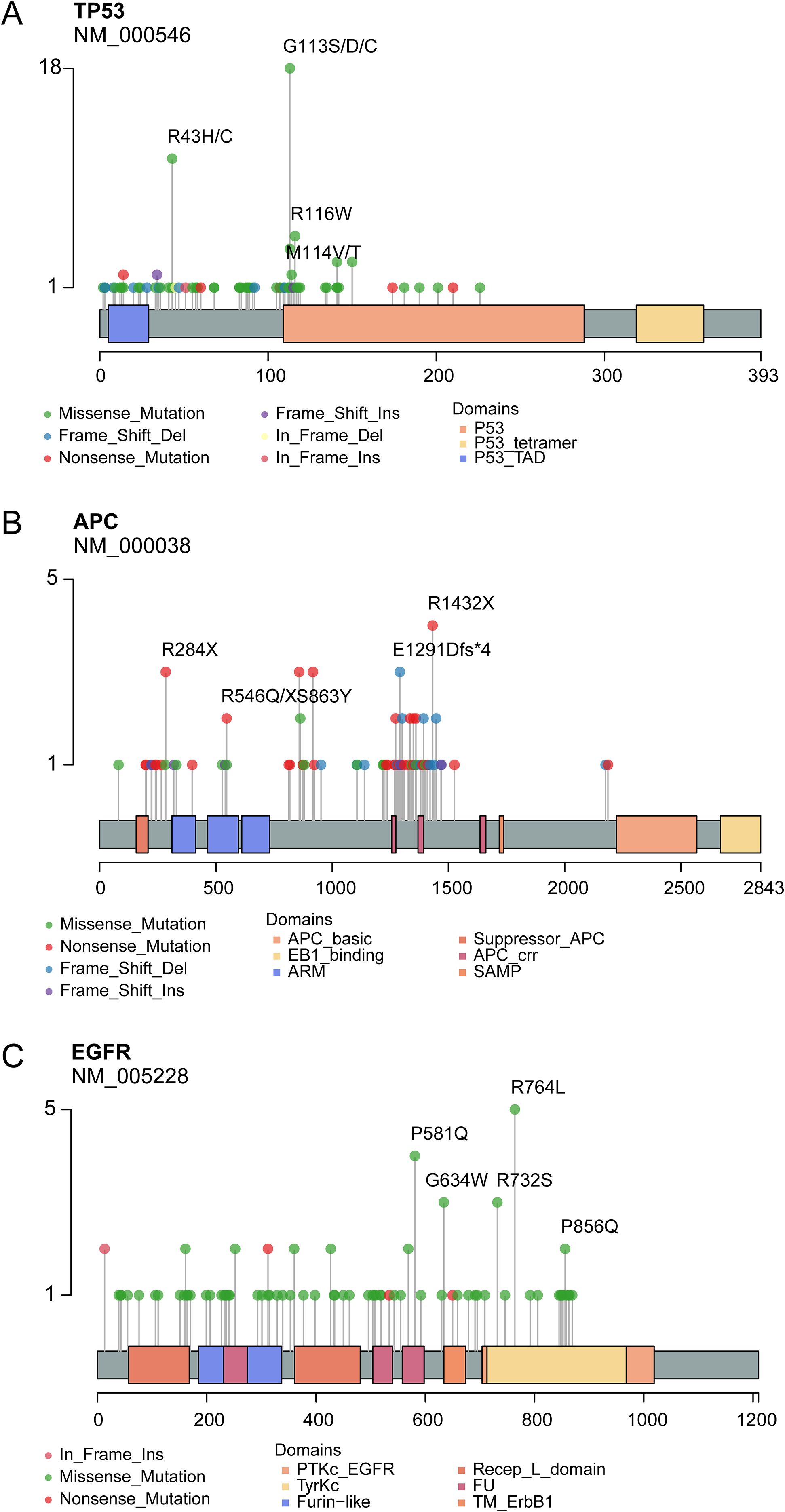Diagrams displaying mutations in the genes TP53, APC, and EGFR. A: TP53 mutations include missense, nonsense, frame shift, and in-frame alterations, with major sites at R43, G113, R116, and M114. Domains noted: P53, P53 tetramer, P53 TAD. B: APC mutations involve missense, nonsense, and frame shift changes, with key mutations at R284, R546, XS863, R1432, and E1291. Domains include APC basic, EB1 binding, ARM, Suppressor APC, APC crr, and SAMP. C: EGFR mutations feature missense, nonsense, and in-frame changes, with significant mutations at P581, G634, R732, R764, and P856. Domains include PTKc EGFR, TyrKc, Furin-like, Recep L domain, FU, and TM ErbB1.