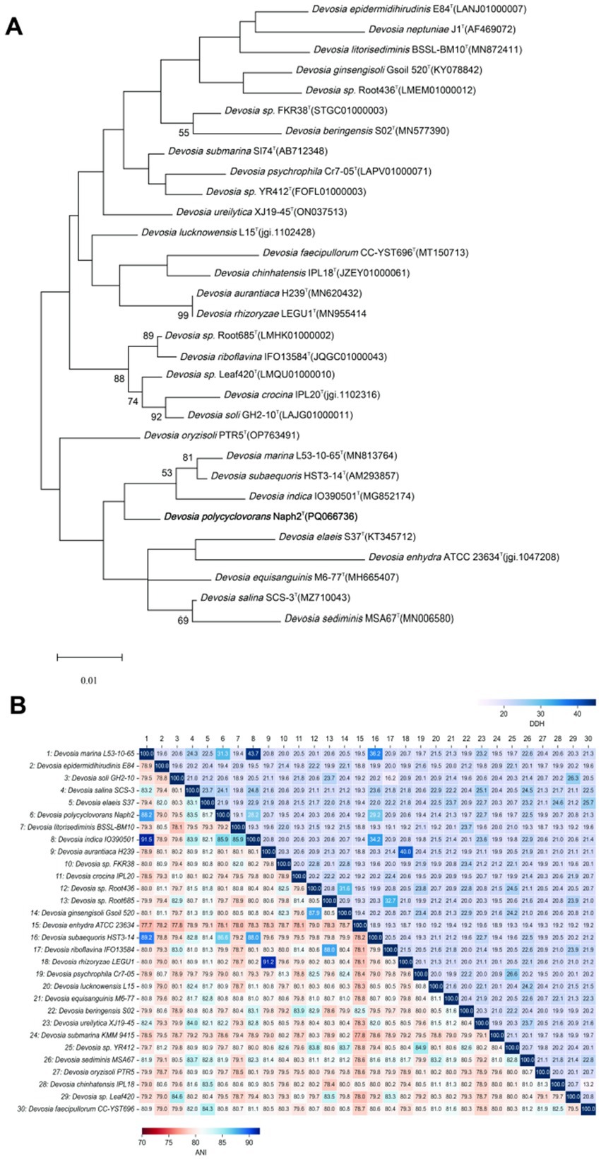 Phylogenetic tree and heatmap. Image A displays a phylogenetic tree of various Devosia species, illustrating evolutionary relationships. Image B shows a heatmap comparing Average Nucleotide Identity (ANI) values among the same species, with color gradients from red to blue representing 70 to 100 percent ANI scores.