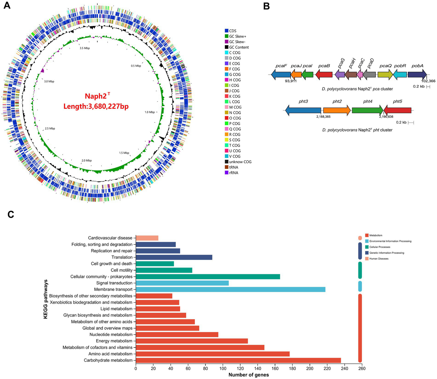A circular genome map labeled "Naph2^T" with 3,680,227 base pairs and color-coded features. Panel B shows gene clusters of D. polycyclovorans Naph2^T, with different genes illustrated by arrows. Panel C displays a bar chart with KEGG pathways categorized by color, showing the number of genes involved in metabolism, environmental information processing, cellular processes, genetic information processing, and human diseases.