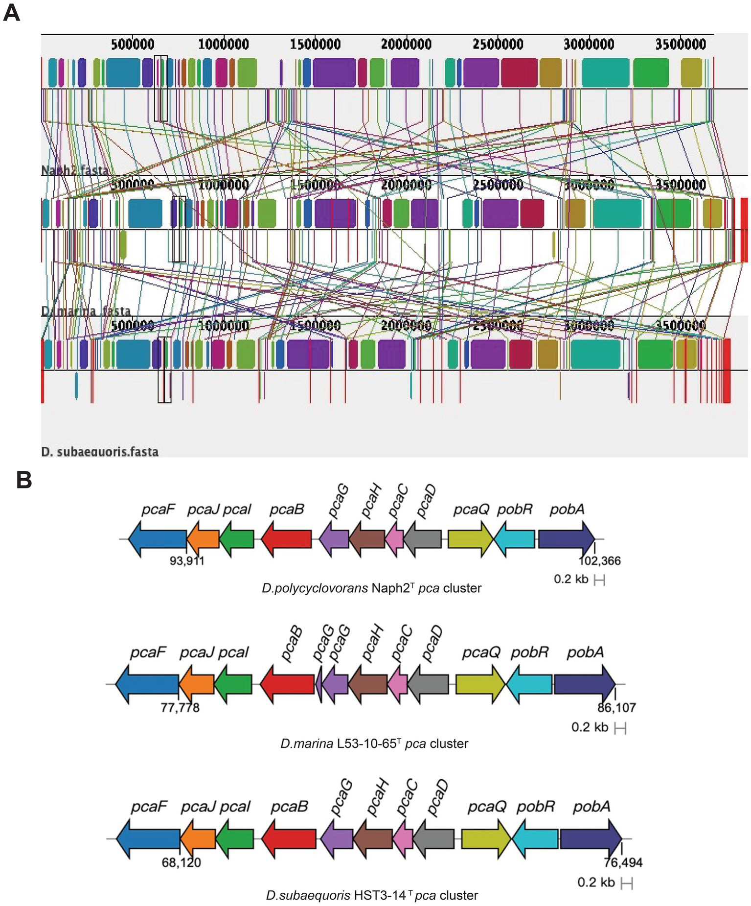 Panel A shows a synteny map with colored blocks representing gene sequences across three different genomes, connected by lines, indicating conserved regions. Panel B depicts three gene clusters, labeled as pca clusters from different species, with arrows representing the direction and location of genes such as pcaF, pcaJ, pcaI, pcaB, and others. Scale bars indicate size in kilobases.