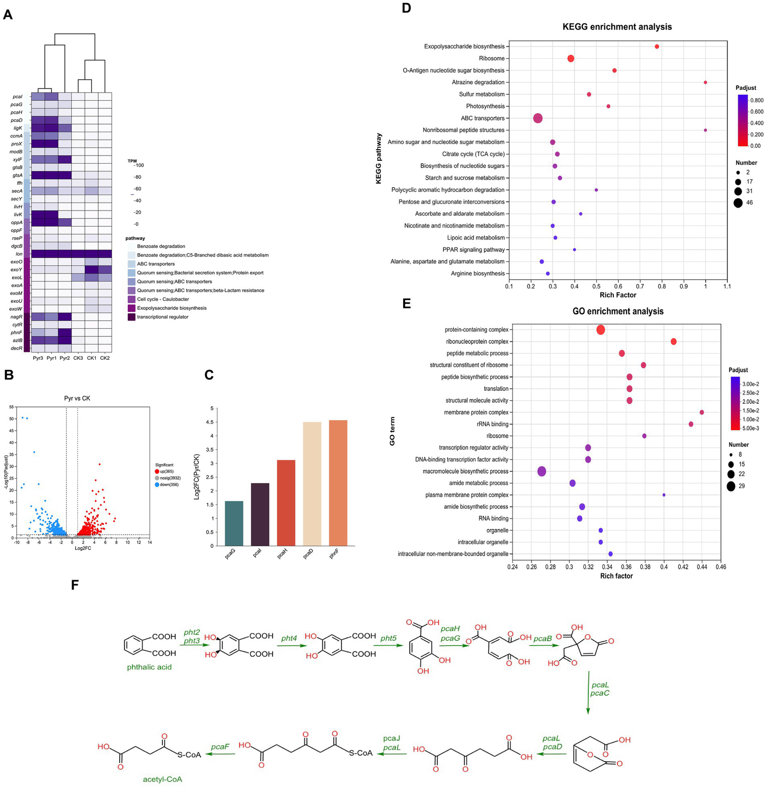 Clustered heatmap (A), volcano plot (B), bar chart (C), KEGG enrichment analysis scatter plot (D), GO enrichment analysis scatter plot (E), and chemical reaction pathway diagram (F) showcasing gene expression and metabolic pathways. Heatmap shows expression levels of various genes across conditions. Volcano plot identifies significantly upregulated and downregulated genes. Bar chart presents expression levels of five genes. KEGG and GO plots illustrate pathways and functions with relevant p-values and gene counts. Chemical diagram shows phthalic acid degradation pathway with intermediates and enzymes.