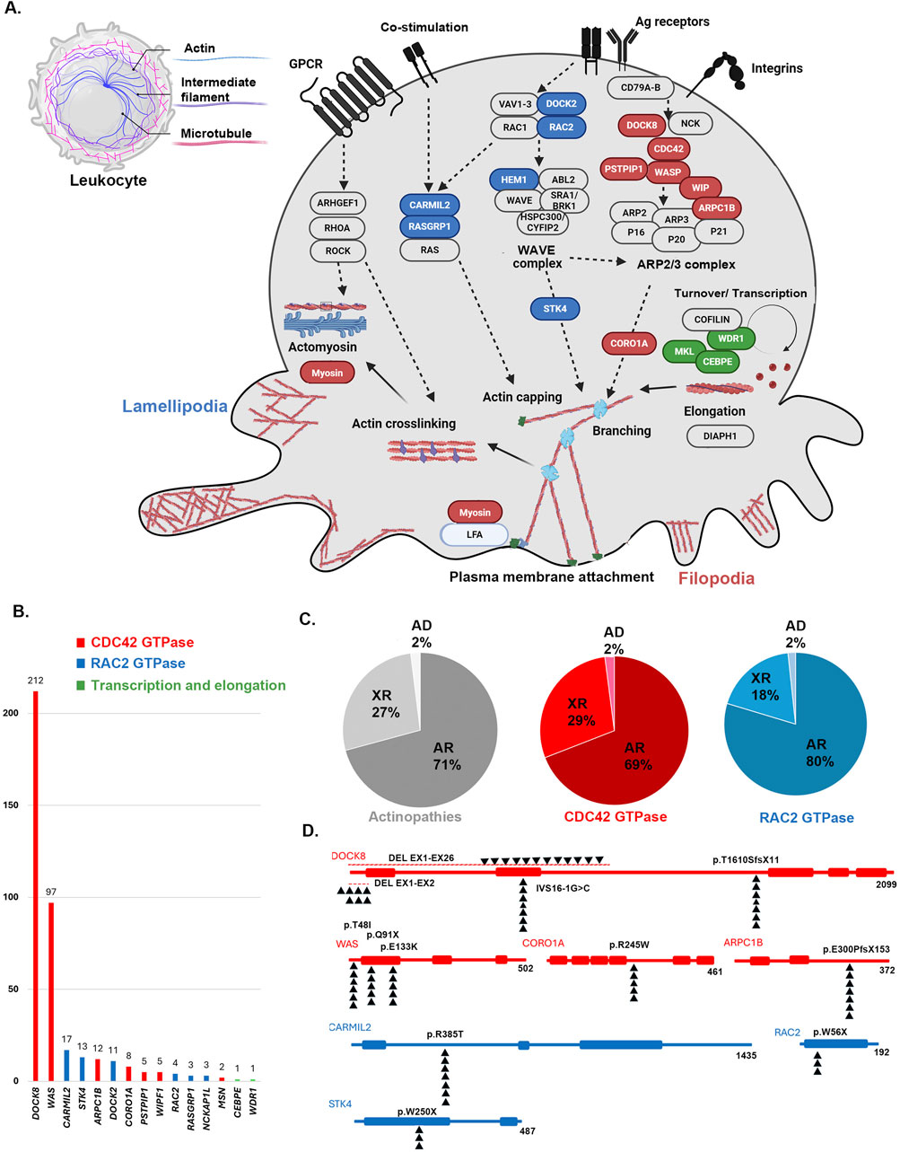 Diagram illustrating leukocyte cytoskeletal organization, with actin in red, intermediate filaments in purple, and microtubules in blue. Panels detail signaling pathways (A), gene involvement in CDC42 and RAC2 GTPase (B), inheritance patterns in actinopathies (C), and genetic mutations (D).