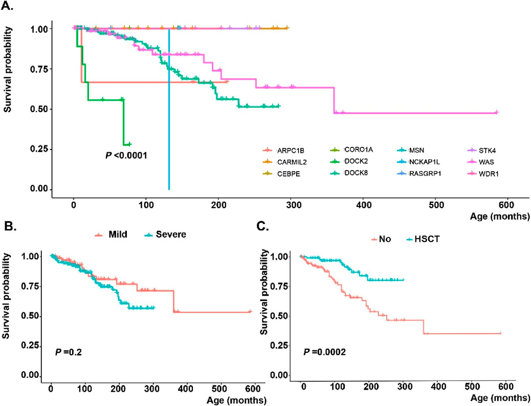 Kaplan-Meier survival plots show survival probabilities over time. Panel A compares different genetic conditions, with a significant difference (P < 0.0001). Panel B illustrates survival based on disease severity (mild versus severe) with no significant difference (P = 0.2). Panel C contrasts survival with and without hematopoietic stem cell transplantation (HSCT), showing a significant improvement with HSCT (P = 0.0002). Axes represent survival probability and age in months.
