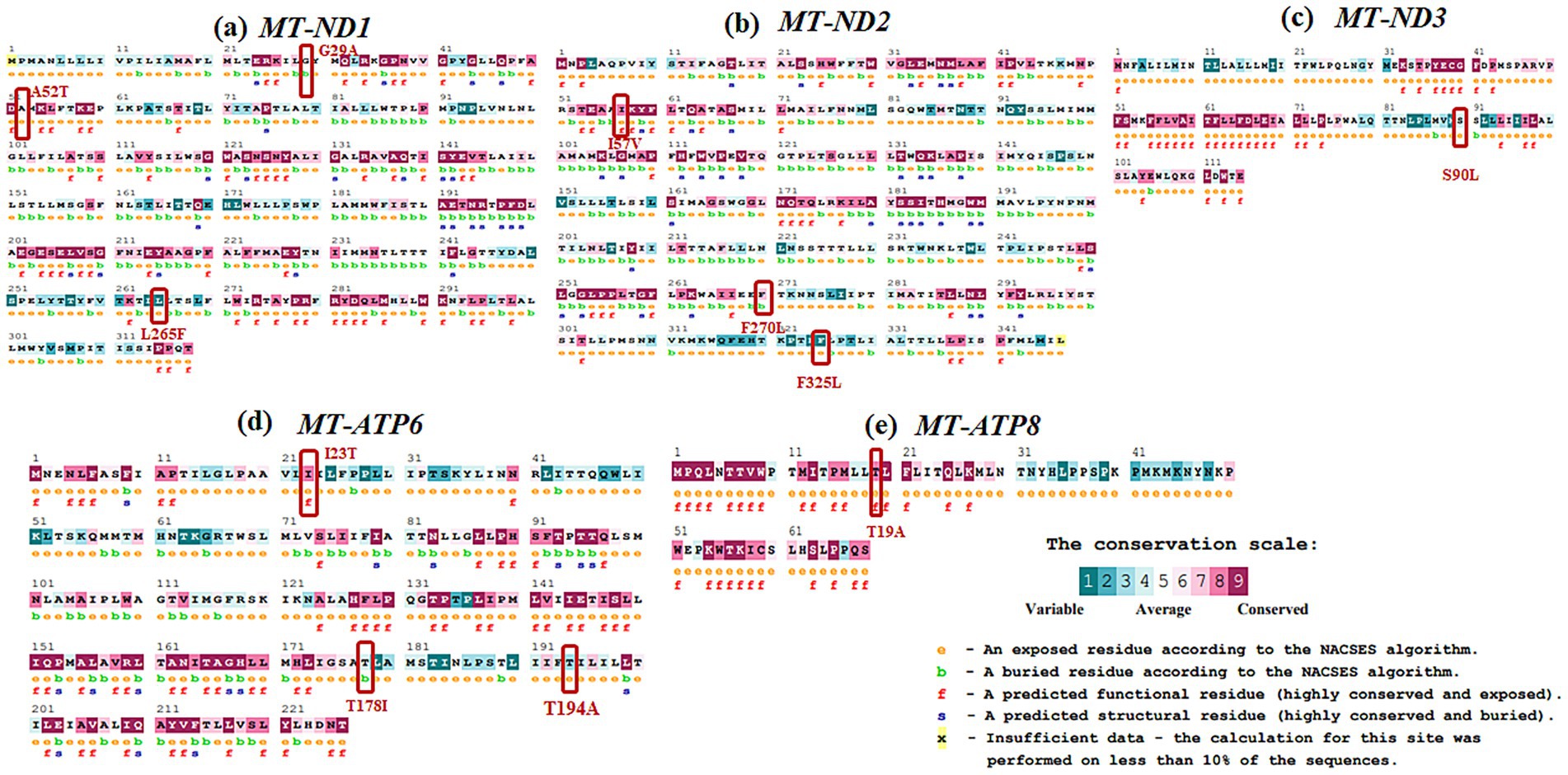 Evolutionary conservation analysis based on the protein sequence of the mitochondrial genes namely MT-ND1, MT-ND2, MT-ND3, MT-ATP6 and MT-ATP8 are shown, with mutation highlighted in red boxes. A conservation scale indicates variable to conserved regions, with annotations for residues as either exposed or buried with functional or structural sequence.