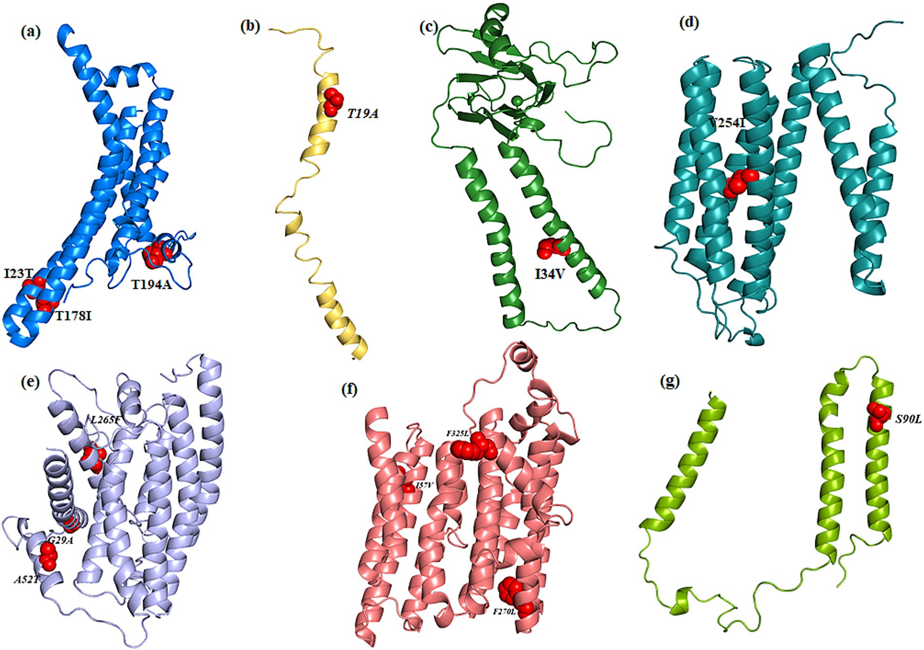 a) MT-ATP6 protein structure shown in blue colour with mutations I231T, T178I, T194A highlighted in red. b) MT-ATP8 protein structure shown in yellow colour with T19A mutation marked in red. c) MT-COX2 protein structure (Green colour) showing I34V mutation in red. d) MT-COX3 protein structure (cyan colour) with T254I mutation highlighted in red. e) MT-ND1 protein structure (light purple colour) with mutation A52T, G294R, and L265F marked in red.