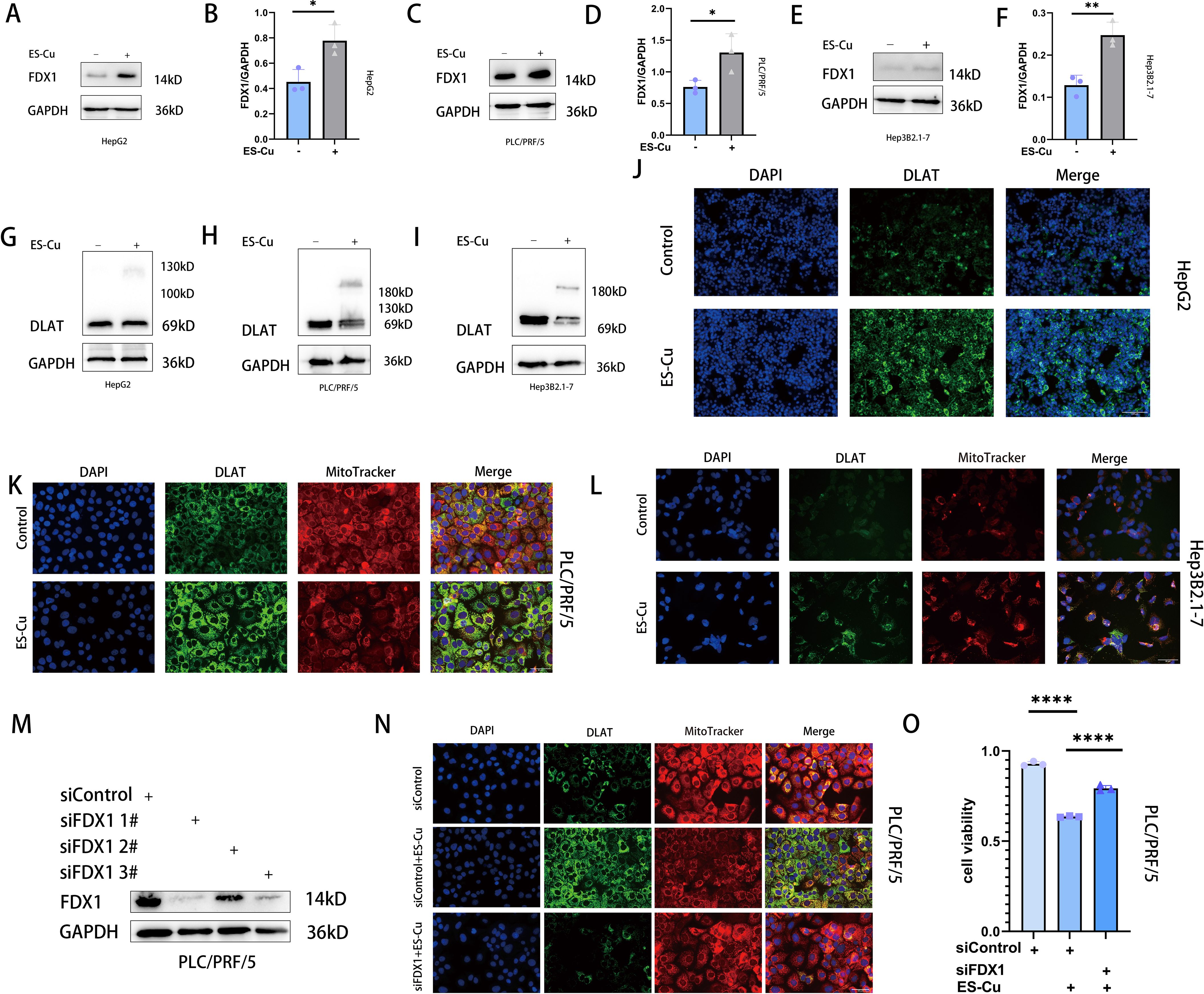 Various panels show Western blots and fluorescence microscopy results. Panels A-I display Western blots of proteins FDX1 and DLAT with GAPDH as a control under different copper conditions. Panels J-L present fluorescence images of cellular staining, with DAPI for nuclei, DLAT, and MitoTracker for mitochondria, showing control versus copper-treated conditions. Panel M shows a Western blot with different siRNA treatments. Panel N presents fluorescence images with the same conditions. Panel O features a bar graph of cell viability comparing control and treatments.