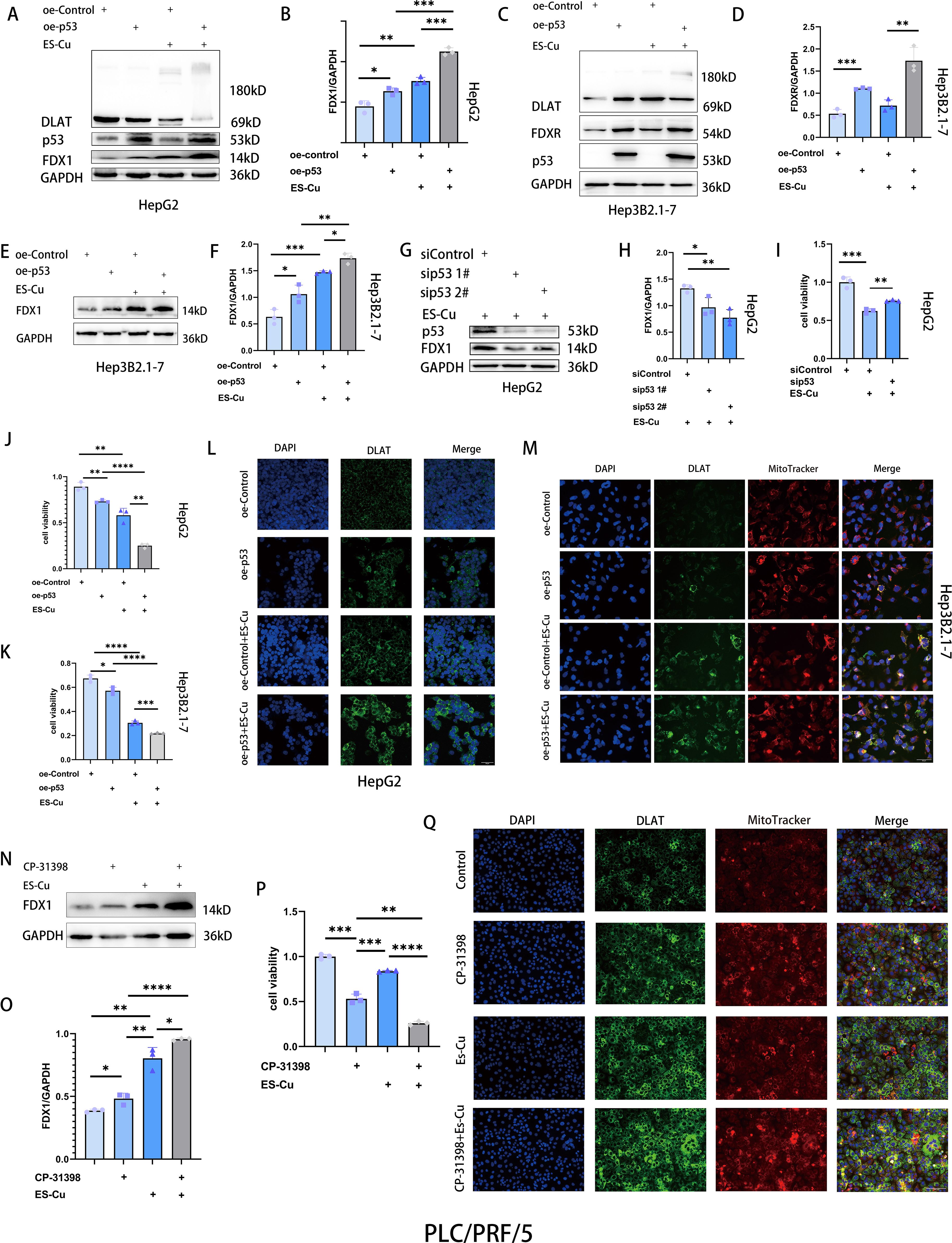 A series of panels depicting Western blot analyses and fluorescence microscopy images. Panels A, C, E, G, and N show protein expression levels in HepG2, Hep3B2.1-7, and PLC/PRF/5 cells under various treatments, with specific proteins like DLAT, p53, FDX1, FDXR, and GAPDH indicated. Panels B, D, F, H, J, K, O, and P present bar graphs displaying relative protein expression, viability, and statistical significance. Panels L, M, and Q feature fluorescence microscopy images showing protein localization, with markers like DAPI, DLAT, and MitoTracker. Treatments include oe-p53, ES-Cu, and CP-31398, with significance levels marked by asterisks.