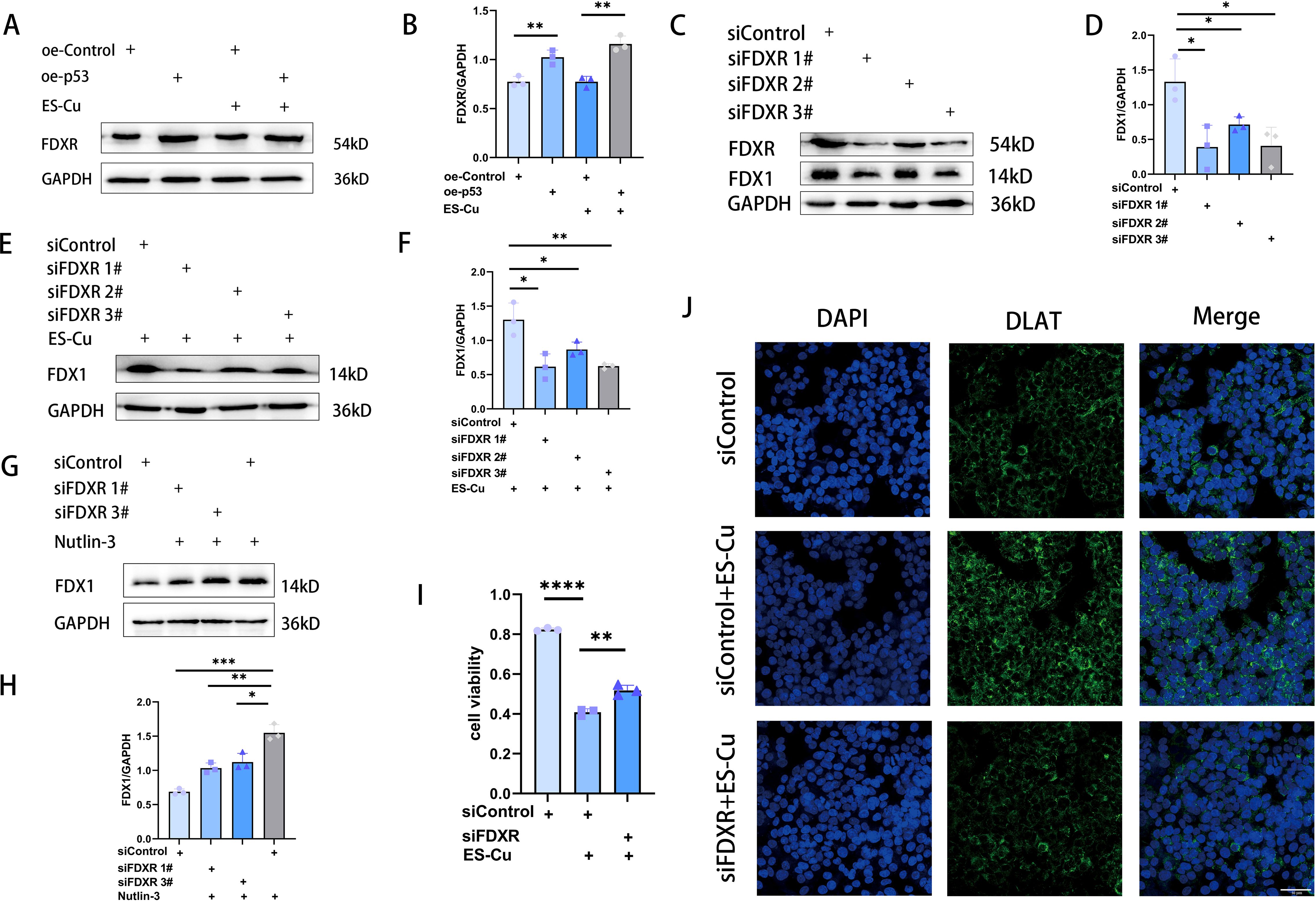 Western blot and bar graph analysis showing the effects of different treatments on FDXR, FDX1, and GAPDH protein levels. Panels A, C, E, and G display the protein bands under various conditions, including siControl, siFDXR, ES-Cu, and Nutlin-3 treatments. Panels B, D, F, and H show corresponding bar graphs quantifying the FDXR or FDX1 protein levels normalized to GAPDH. Panel I presents a bar graph depicting cell viability under different conditions. Panel J includes DAPI and DLAT staining images showing cellular changes under siControl and siFDXR with ES-Cu treatment, with merged images illustrating the overall effect.