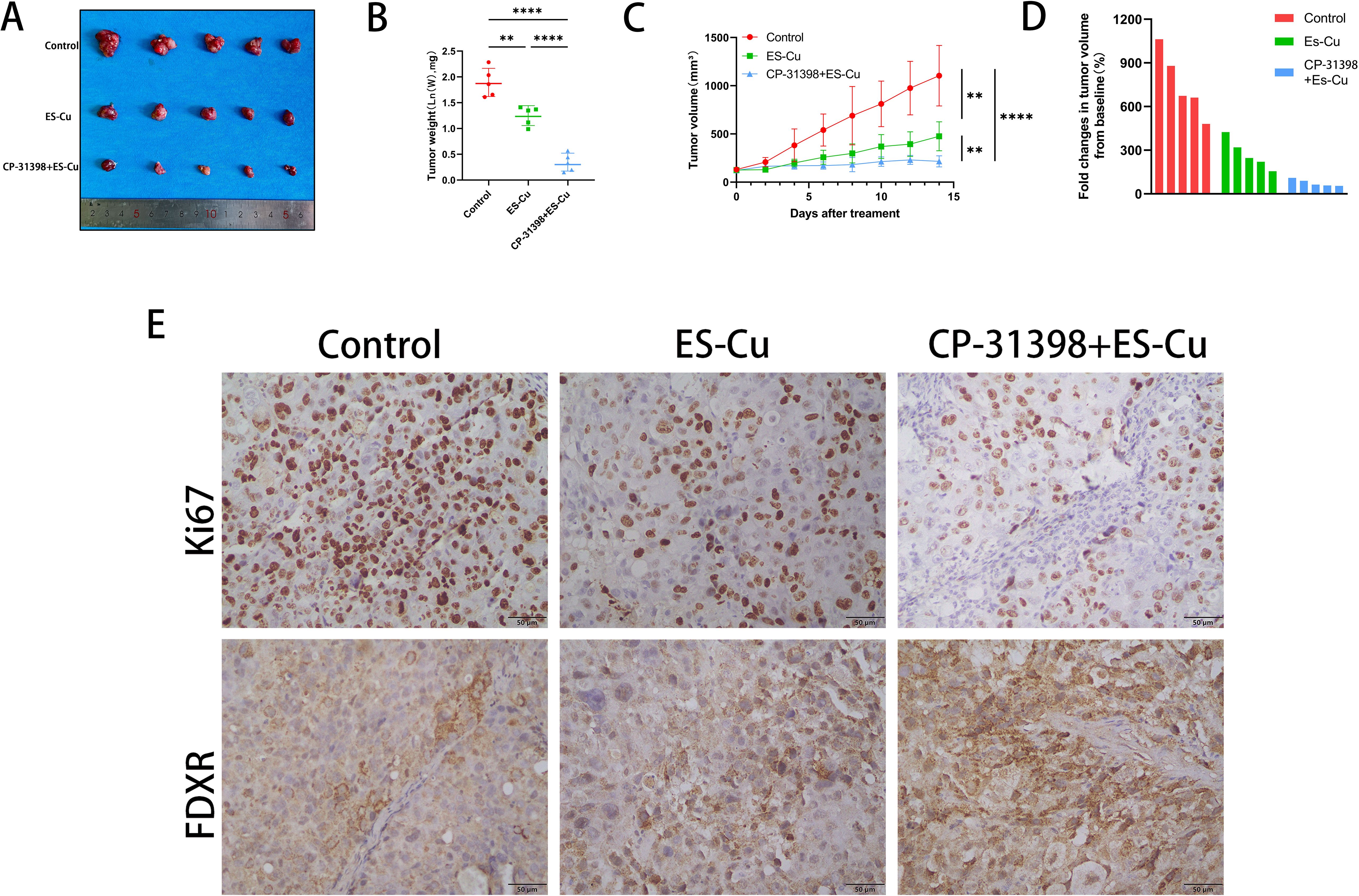 Set of images and graphs showing the effects of different treatments on tumors. Panel A shows tumor samples under three conditions: Control, ES-Cu, and CP-31398+ES-Cu. Panel B is a graph illustrating tumor weight differences among treatments, with CP-31398+ES-Cu showing the lowest weight. Panel C shows a line graph of tumor volume over time, indicating significant volume reduction with CP-31398+ES-Cu. Panel D presents a bar chart of fold changes in tumor volume, highlighting efficacy of the combined treatment. Panel E contains microscope images stained for Ki67 and FDXR, contrasting cell proliferation and protein expression in different conditions.