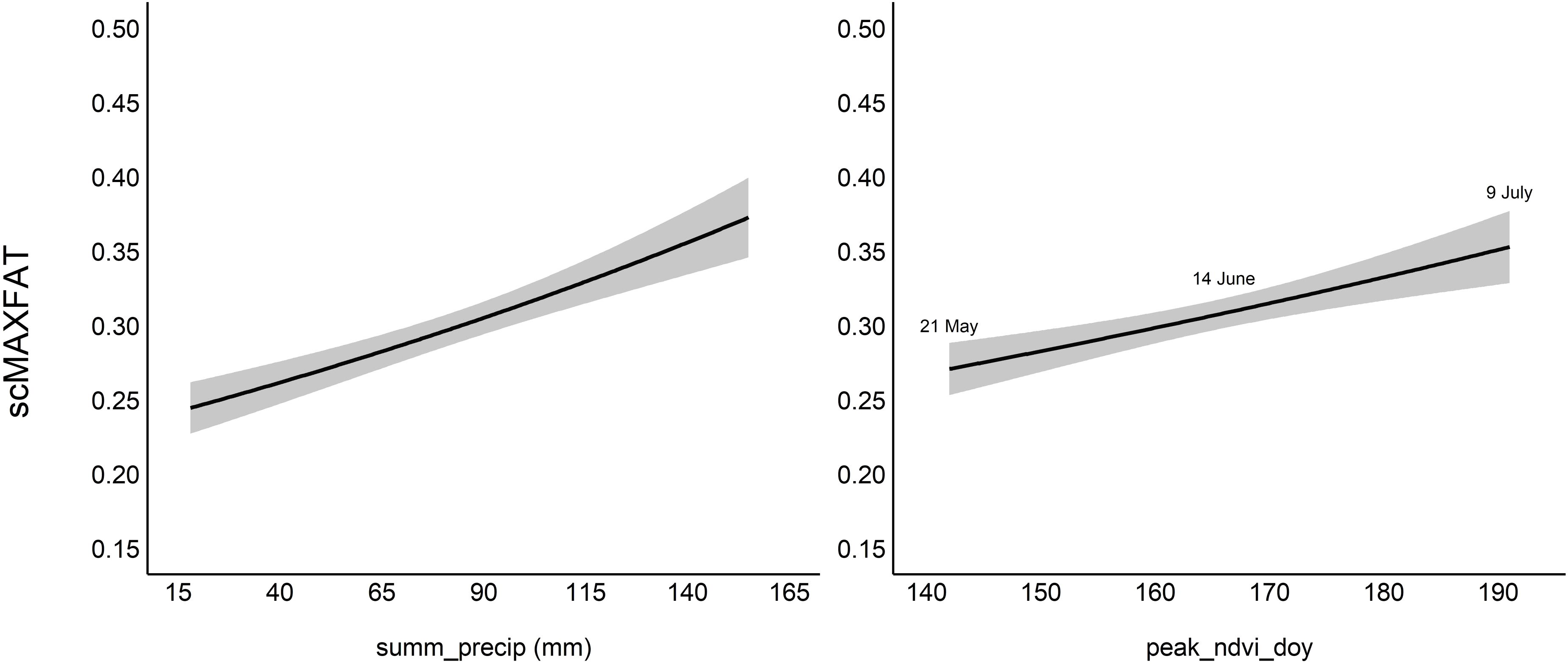 Two line graphs display the relationship between scMAXFAT and two variables. The left graph plots scMAXFAT against summer precipitation in millimeters, showing an upward trend with increasing precipitation levels. The right graph plots scMAXFAT against the day of the year for peak NDVI, also showing an upward trend. Key dates marked are May twenty-first, June fourteenth, and July ninth. Shaded areas represent confidence intervals around the trend lines.