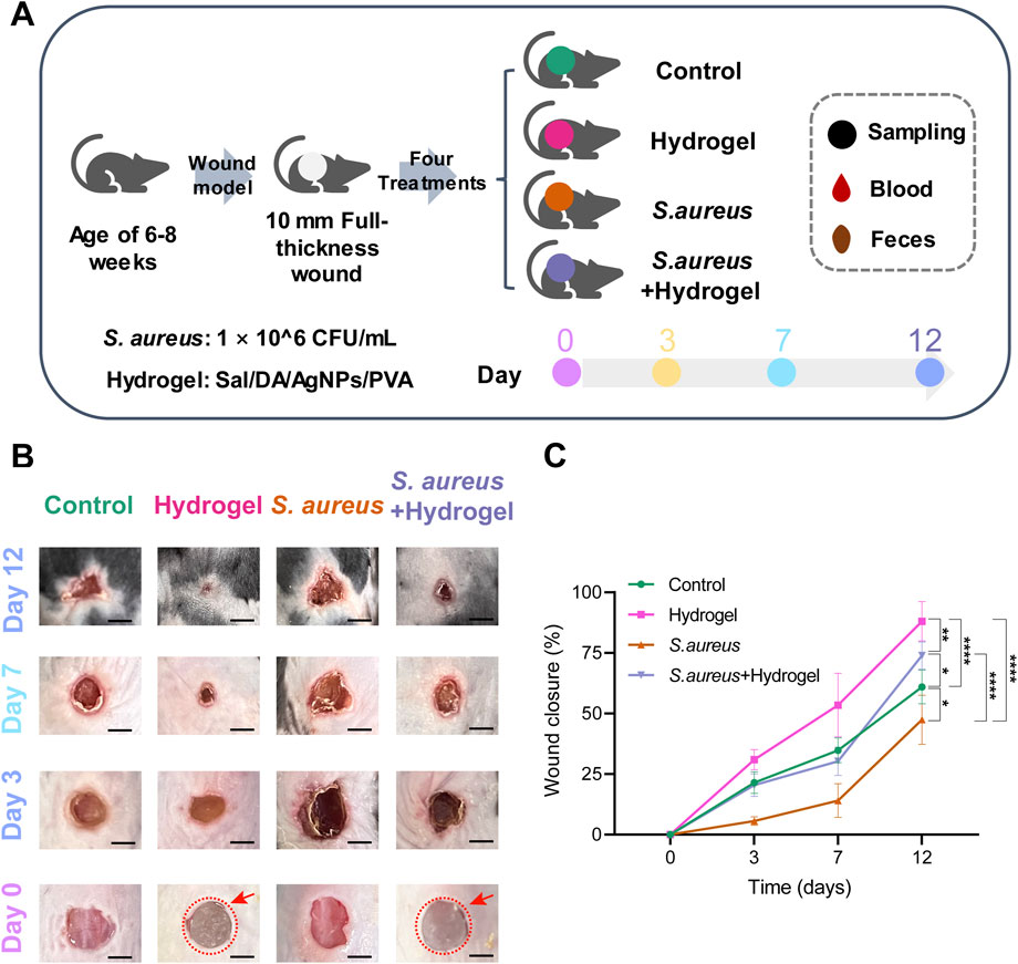 Experimental setup and results for wound healing in mice. Panel A: Diagram shows treatment groups—Control, Hydrogel, S. aureus, and S. aureus with Hydrogel—over 12 days. Panel B: Images of wounds at days 0, 3, 7, and 12 for each treatment. Panel C: Line graph displays wound closure percentages over time, showing fastest healing with Hydrogel.