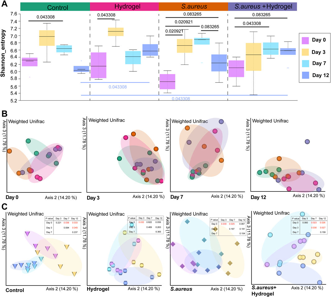 Composite image with three sections: A. Box plots showing Shannon entropy across four conditions (Control, Hydrogel, S. aureus, S. aureus + Hydrogel) and four time points (Day 0, 3, 7, 12), highlighting p-values. B. Scatter plots displaying Weighted Unifrac analysis over four days with colored clusters. C. Weighted Unifrac plots comparing four conditions with day-wise colored symbols, indicating axes variations and p-values.