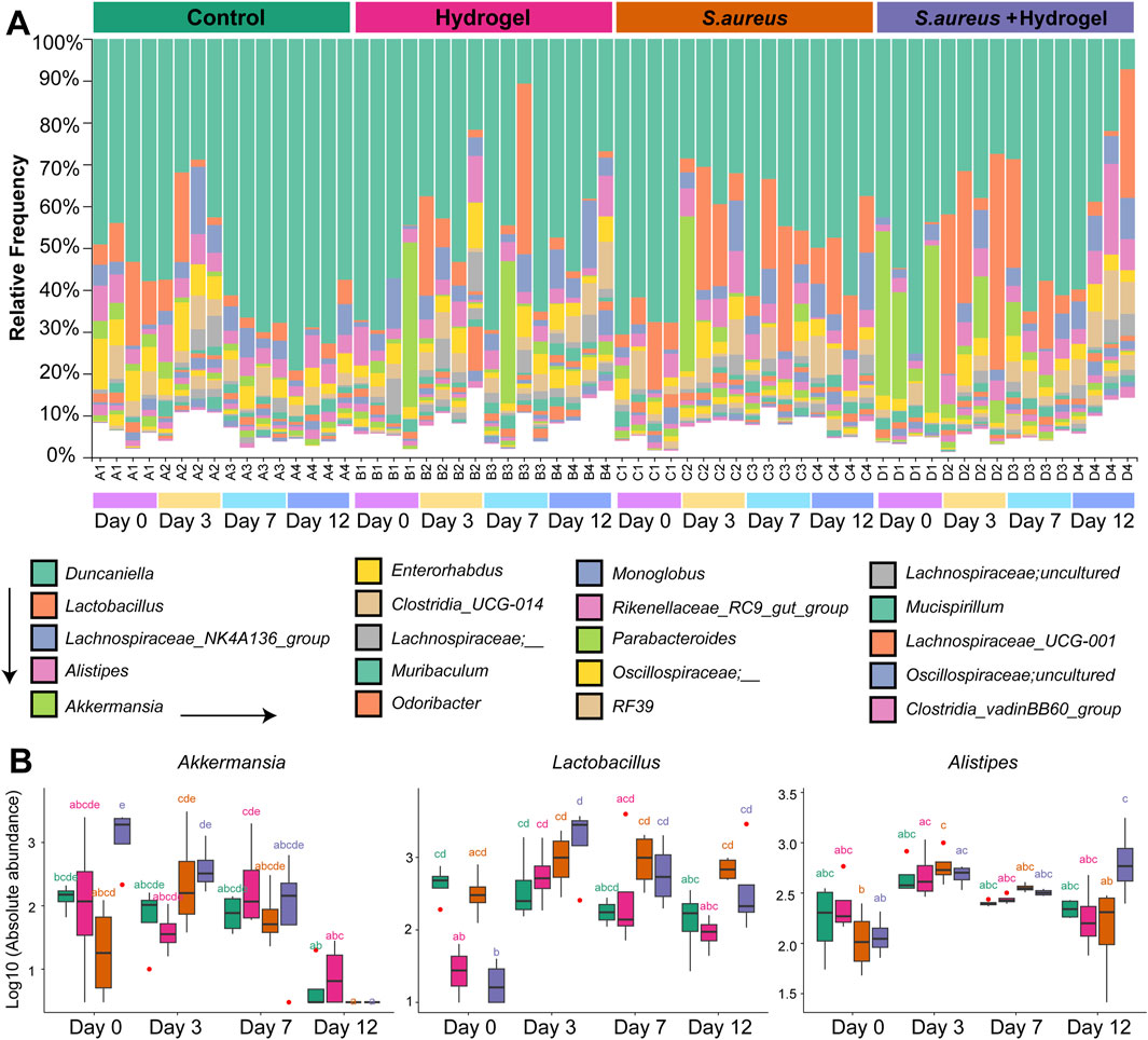 Bar and box plots depict bacterial composition changes in four conditions: Control, Hydrogel, S. aureus, and S. aureus + Hydrogel over 12 days. The bar plot shows relative abundance of various bacterial genera with a color-coded legend. Box plots below represent log-transformed absolute abundance of Akkermansia, Lactobacillus, and Alistipes. Data points are compared across four-time points: Day 0, Day 3, Day 7, Day 12. Statistical differences are marked by letters above each box.