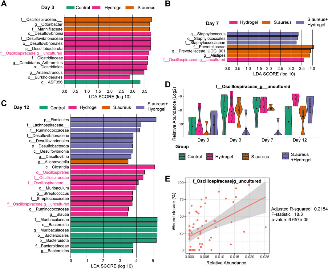 Five-panel figure analyzing microbial data. Panel A: Bar chart showing LDA scores for microbiota on Day 3 for Control, Hydrogel, and S. aureus groups. Panel B: Bar chart displaying LDA scores on Day 7 for Hydrogel, S. aureus, and S. aureus + Hydrogel groups. Panel C: Bar chart for Day 12 showing LDA scores for Control, Hydrogel, S. aureus, and S. aureus + Hydrogel groups. Panel D: Violin plot depicting relative abundance of f_Oscillospiraceae_g_uncultured across days and groups. Panel E: Scatter plot illustrating wound closure percentage against relative abundance of f_Oscillospiraceae_g_uncultured, with statistical data on correlation.