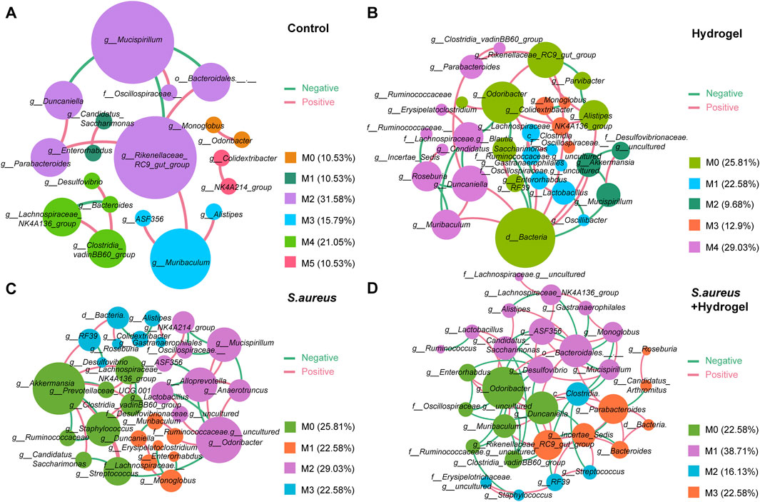 Network diagrams illustrate microbial interactions under different conditions: Control (A), Hydrogel (B), S. aureus (C), and S. aureus + Hydrogel (D). Nodes represent microbial genera, sized by node degree. Edges, colored green or red, indicate negative or positive correlations, respectively. Cluster legends detail the percentage composition of each module.