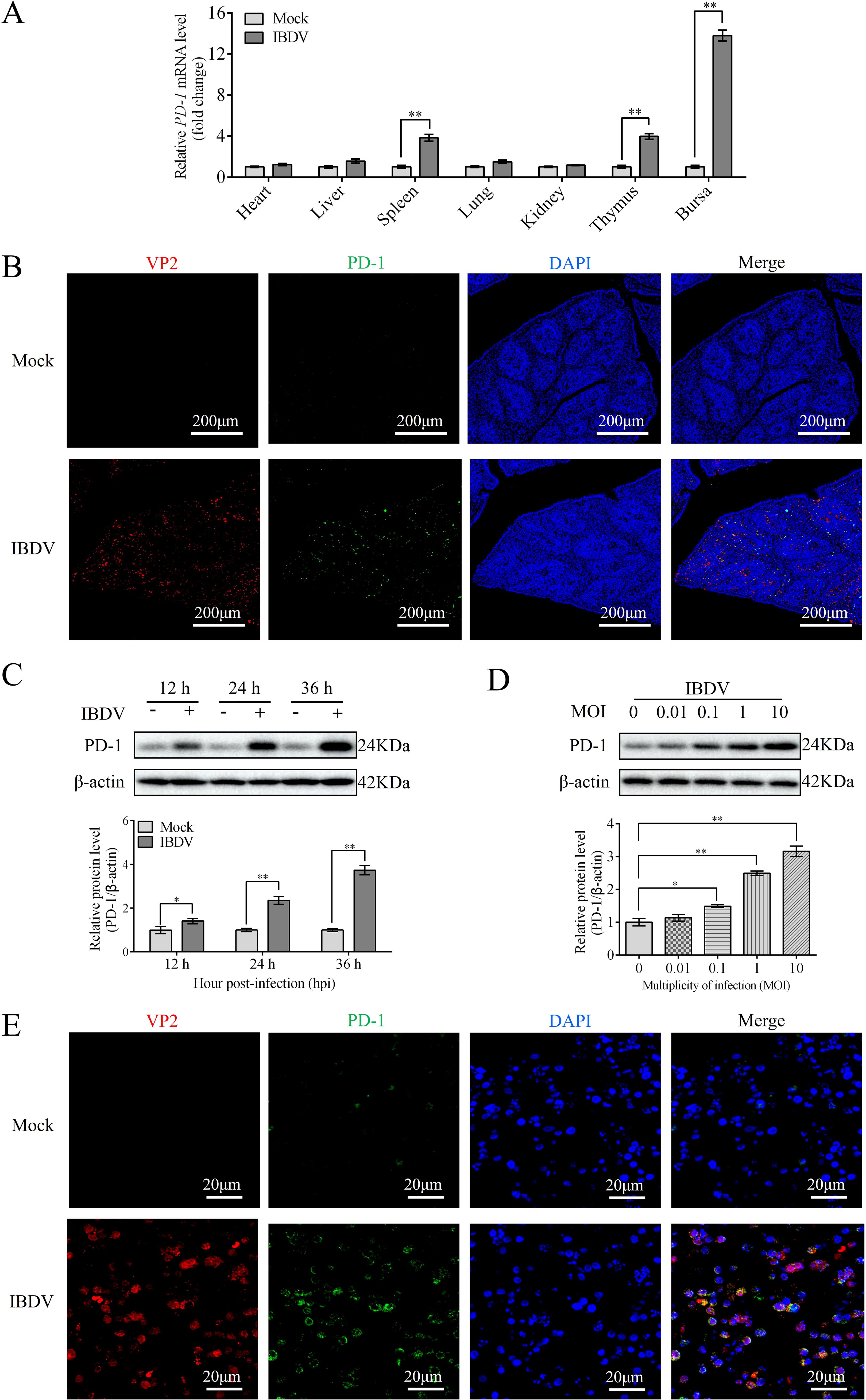Panel A displays a bar graph showing relative PD-1 mRNA levels in various organs, with higher levels in the spleen and bursa following IBDV infection. Panel B shows immunofluorescence images of VP2, PD-1, and DAPI in mock and IBDV groups, with increased signals in the IBDV group. Panel C depicts Western blots of PD-1 and β-actin, with bar graphs illustrating increased PD-1 protein levels over time post-infection. Panel D presents similar Western blot and bar graph analyses showing PD-1 levels across different multiplicities of infection. Panel E contains immunofluorescence images of VP2, PD-1, and DAPI, indicating significant visual changes in the IBDV group compared to the mock group.