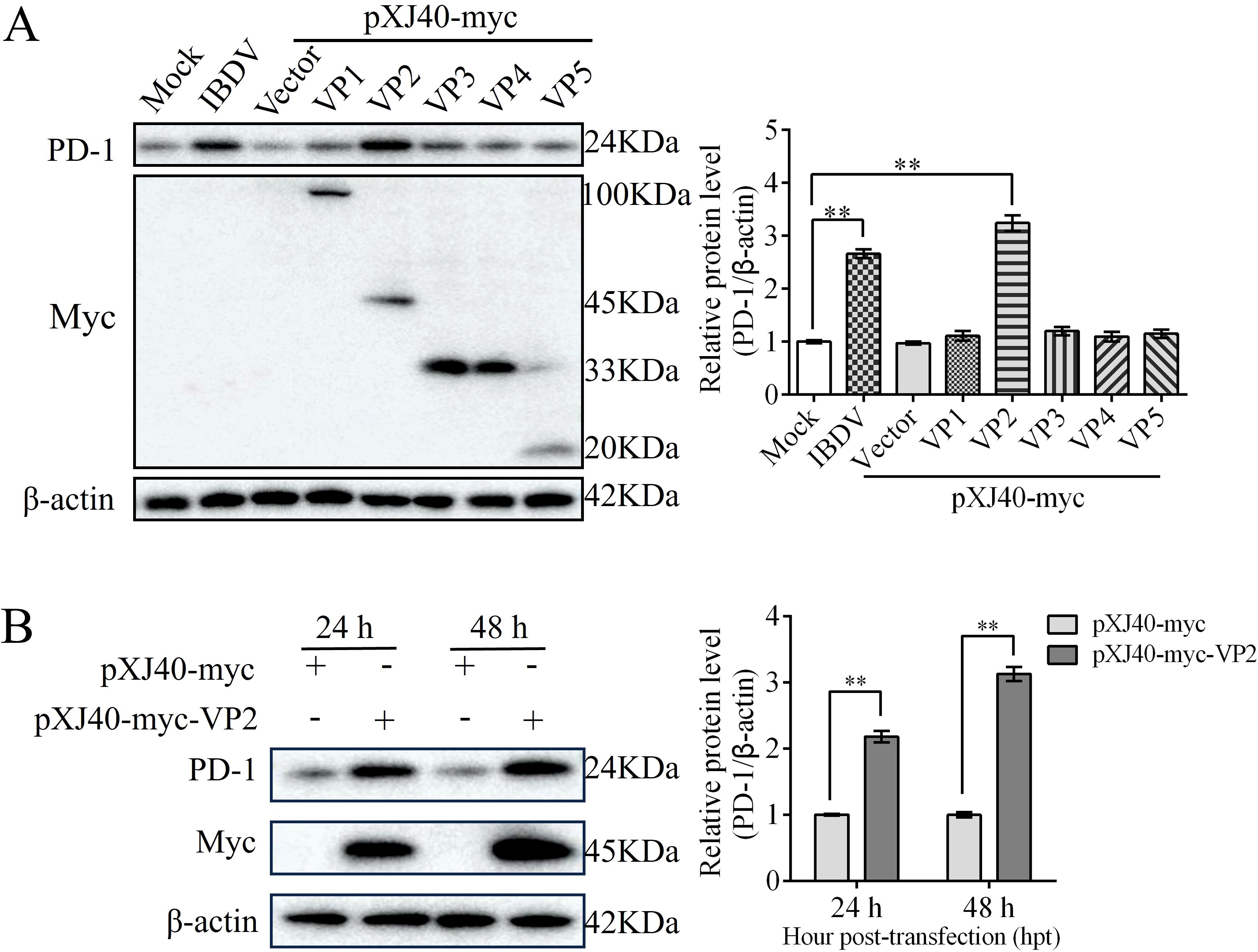 Two panels of immunoblot analyses with accompanying bar graphs. Panel A shows PD-1, Myc, and β-actin levels in mock, IBDV, vector, VP1, VP2, VP3, VP4, and VP5 conditions. A bar graph illustrates relative PD-1 levels, with significant differences marked by asterisks. Panel B compares PD-1, Myc, and β-actin levels at 24 and 48 hours post-transfection with pXJ40-myc and pXJ40-myc-VP2. The bar graph highlights significant differences at each time point, indicated by asterisks. Each band includes its corresponding molecular weight.