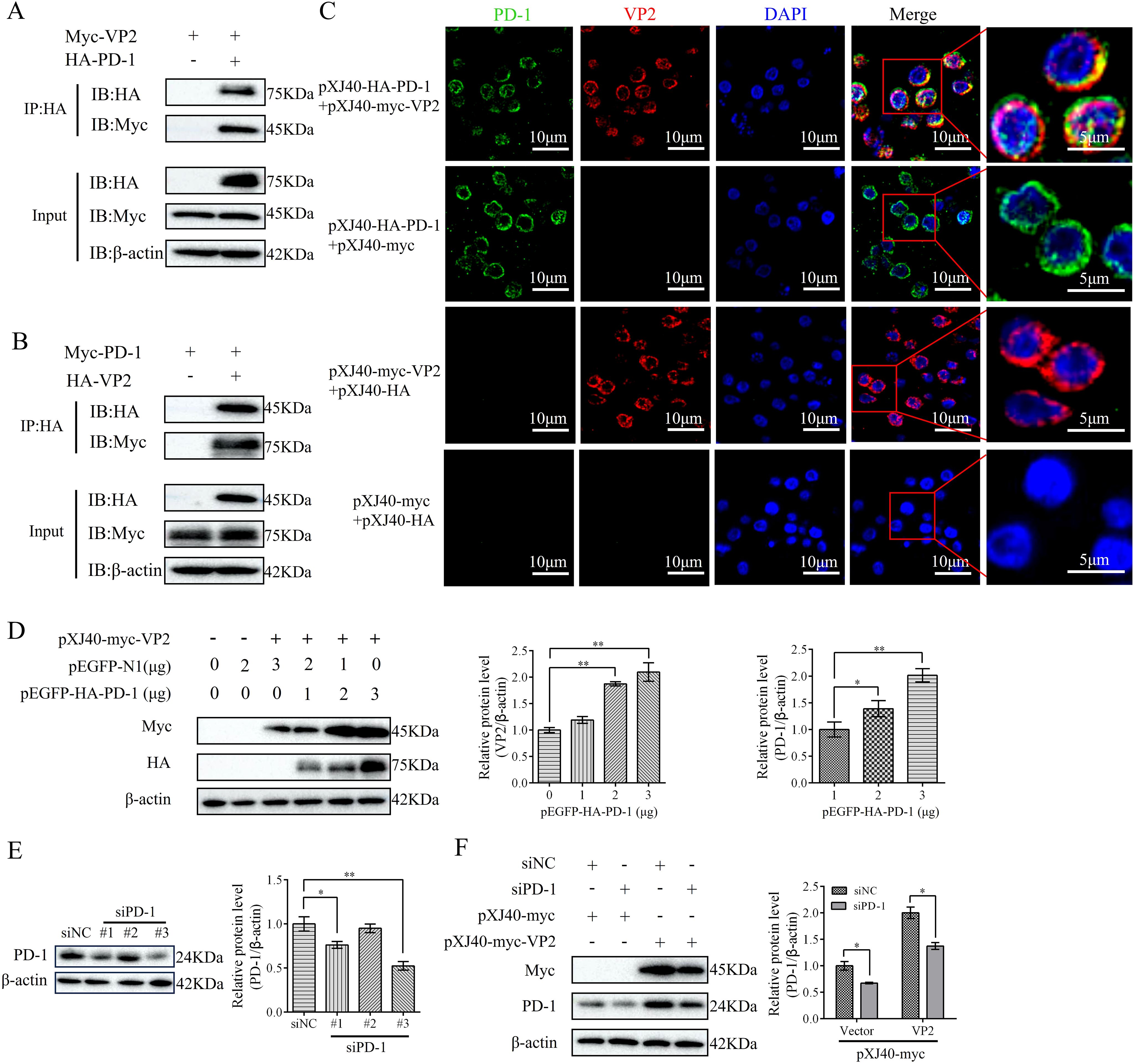 Western blot and fluorescence microscopy images show interactions between Myc-VP2 and HA-PD-1 proteins, with varying expression levels. Panels A and B depict Western blots, panel C displays confocal microscopy images with PD-1, VP2, and DAPI staining, while panels D, E, and F include graphs and blots analyzing protein expression and interaction levels.