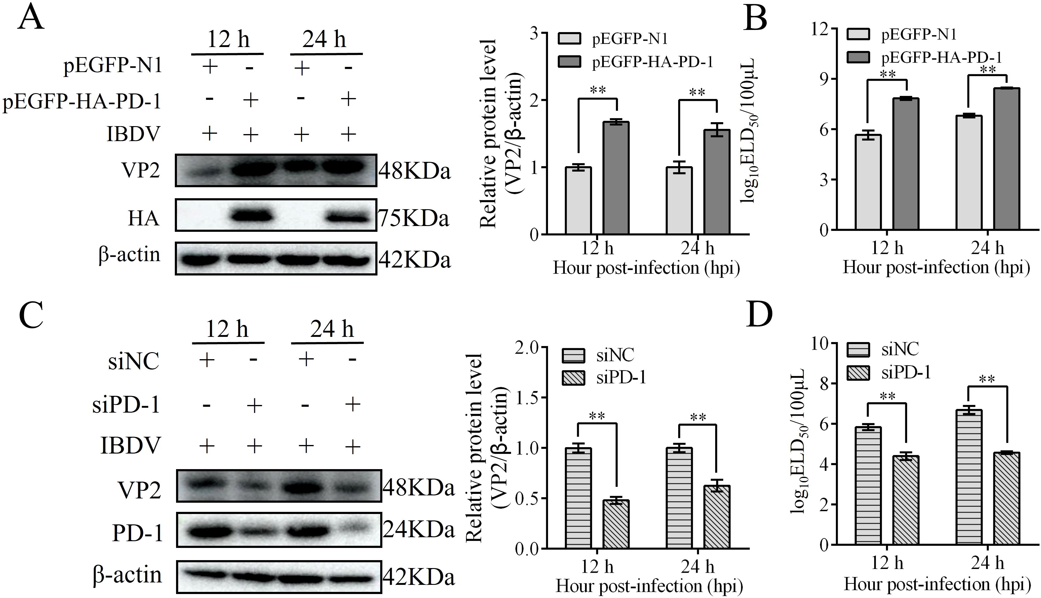 Western blot and bar charts in four panels (A, B, C, D) show protein levels and viral titers related to PD-1 and VP2 expression in IBDV-infected cells. Panel A shows VP2, HA, and β-actin expression with pEGFP-HA-PD-1 and pEGFP-N1 plasmids. Bar chart indicates increased relative protein levels at 12 and 24 hours post-infection with statistical significance. Panel B displays a bar chart with ELD₅₀ values, indicating higher viral titers for pEGFP-HA-PD-1. Panel C shows VP2, PD-1, and β-actin expression with siNC and siPD-1. Bar chart illustrates decreased relative protein levels. Panel D displays a bar chart with reduced ELD₅₀ values for siPD-1. Statistical significance is marked with double asterisks.
